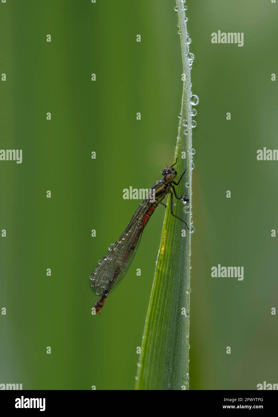 Große rote Damselfliege (Pyrrhosoma nymphula), Weibchen, die am frühen Morgen auf dem Bulrush ruht, Dumfries, SW-Schottland Stockfoto