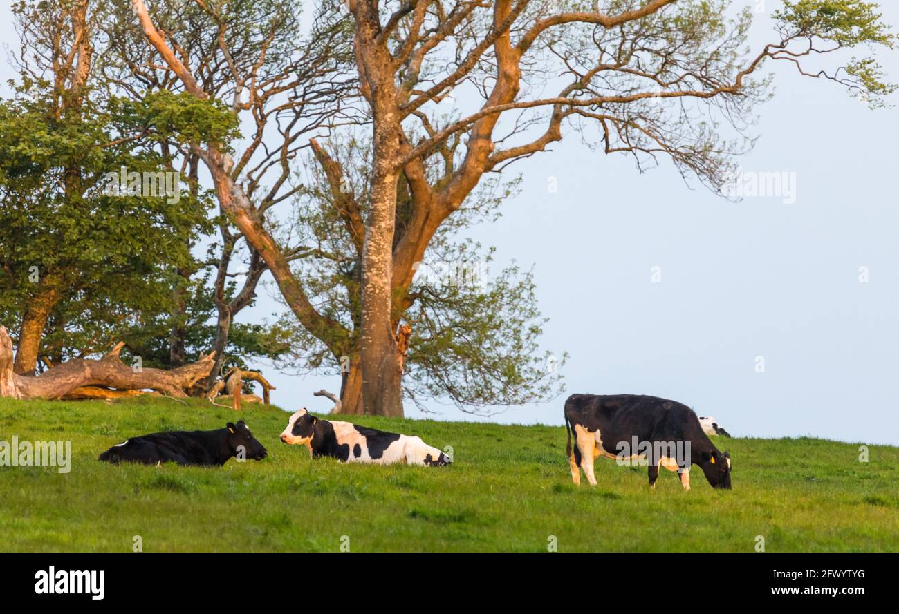 Agamartha, Cork, Irland. Mai 2021. Das erste Licht beginnt, eine Herde Friesier auf einem Milchviehbetrieb außerhalb von Carrigaline in Agamartha, Co. Cork, Irland, zu illustrieren.- Credit; David Creedon / Alamy Live News Stockfoto