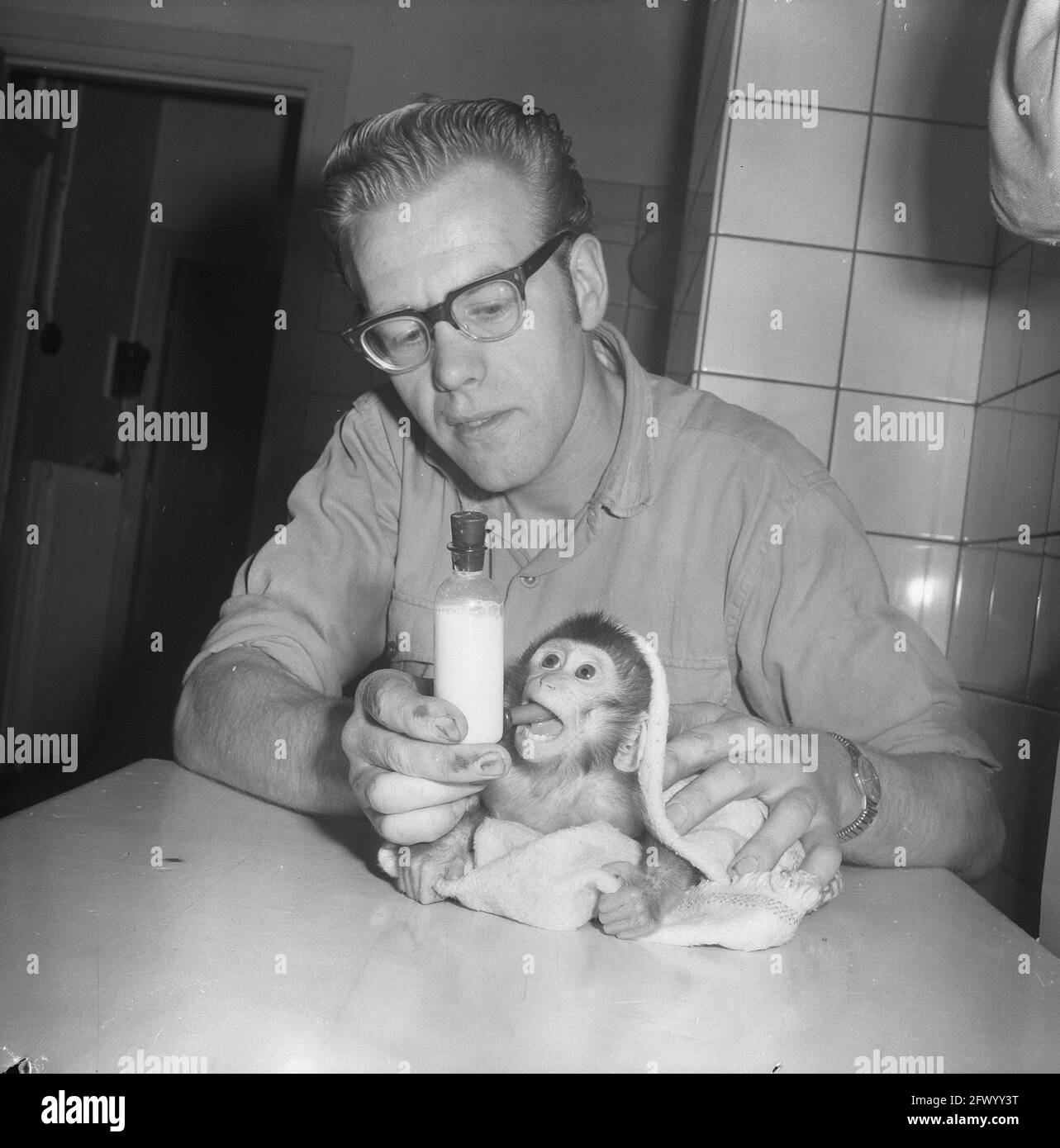 4 Monate alter Lampong-Affe, der von der Mutter in Artis mit dem Sitter J. Struik, 16. April 1963, Zoos, Niederlande, 20. Jahrhundert Presseagentur Foto, Nachrichten zu erinnern, Dokumentarfilm, historische Fotografie 1945-1990, visuelle Geschichten, Menschliche Geschichte des zwanzigsten Jahrhunderts, Momente in der Zeit festzuhalten Stockfoto