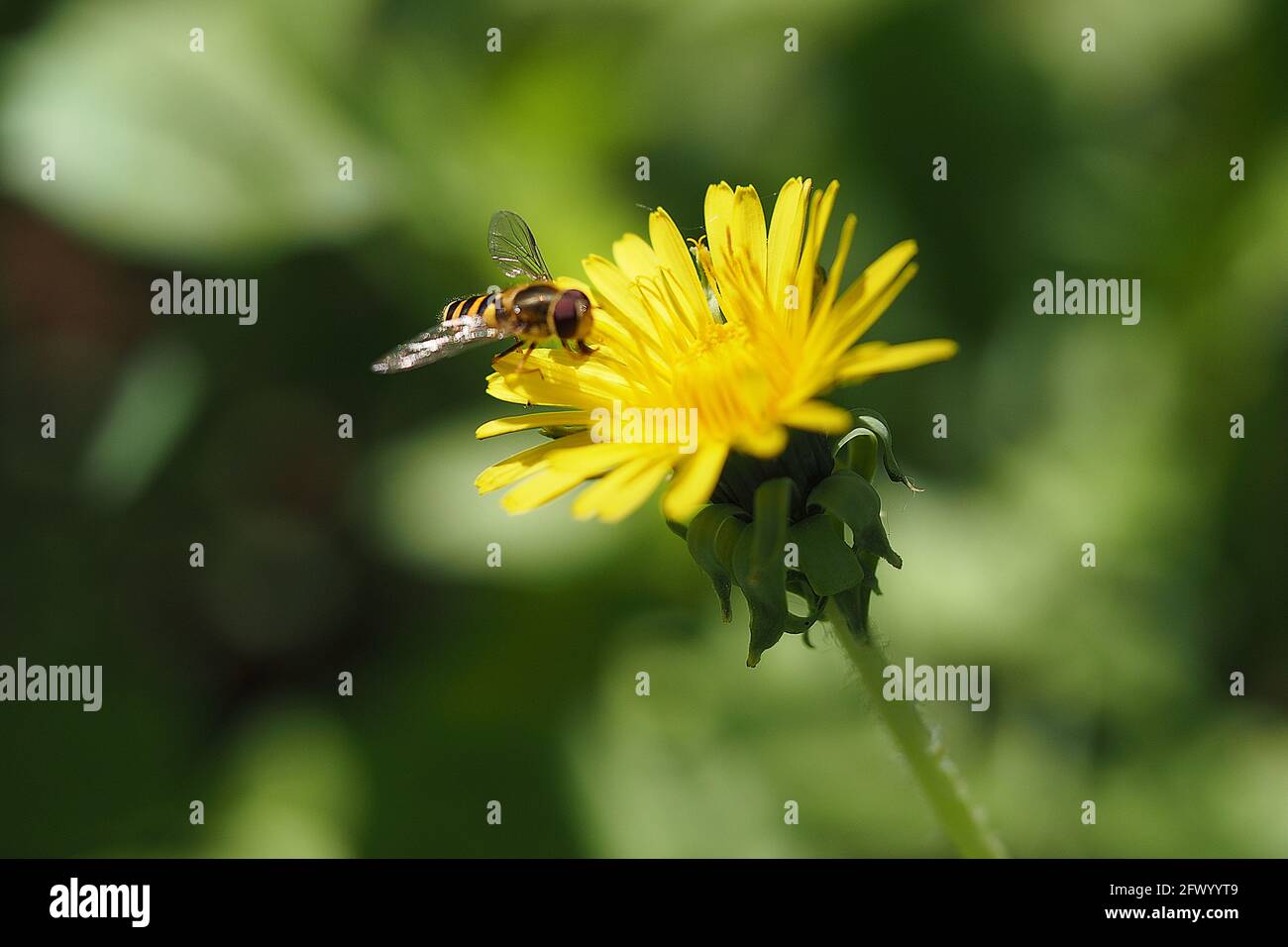 Eine Biene auf einer gelben Blume sammelt im Frühjahr Pollen. Makrofotografie einer Biene auf einem Dandelion. Stockfoto
