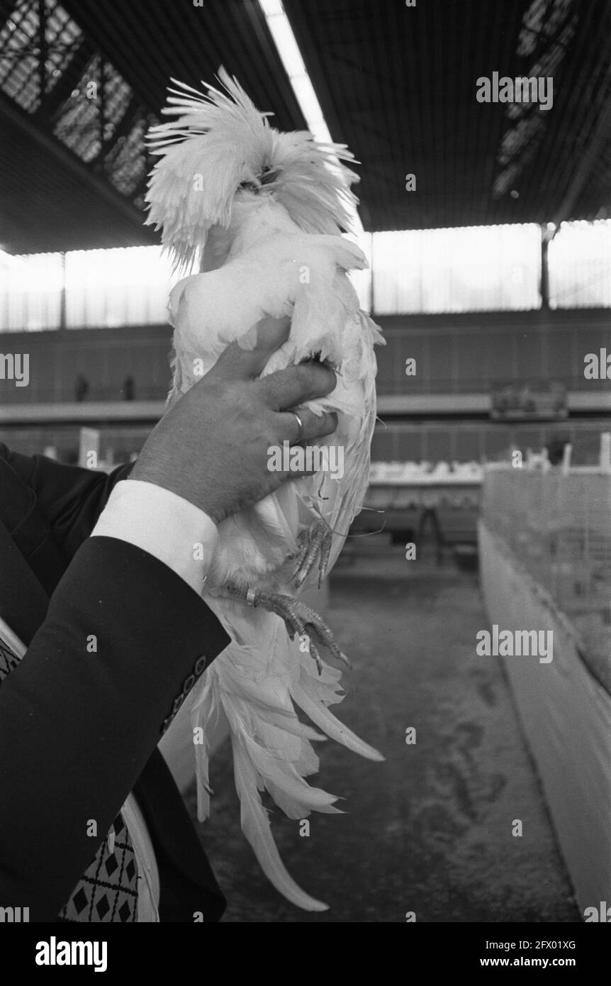 SAVOA Kleintierausstellung im RAI Amsterdam; eines der teilnehmenden Geflügel, 25. November 1977, MENSCHEN, Tiere, Ausstellungen, Niederlande, 20. Jahrhundert Presseagentur Foto, Nachrichten zu erinnern, Dokumentarfilm, historische Fotografie 1945-1990, visuelle Geschichten, Menschliche Geschichte des zwanzigsten Jahrhunderts, Momente in der Zeit festzuhalten Stockfoto