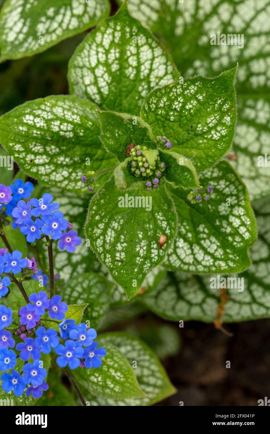 Brunnera macrophylla - Meeresherz, Blumen und Laub im Frühling Stockfoto