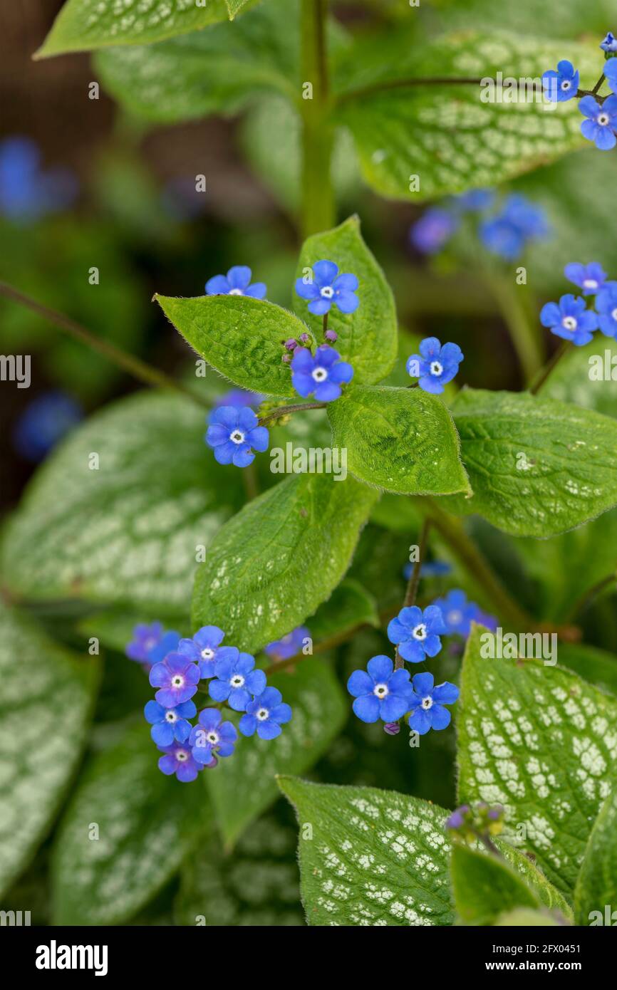 Brunnera macrophylla - Meeresherz, Blumen und Laub im Frühling Stockfoto