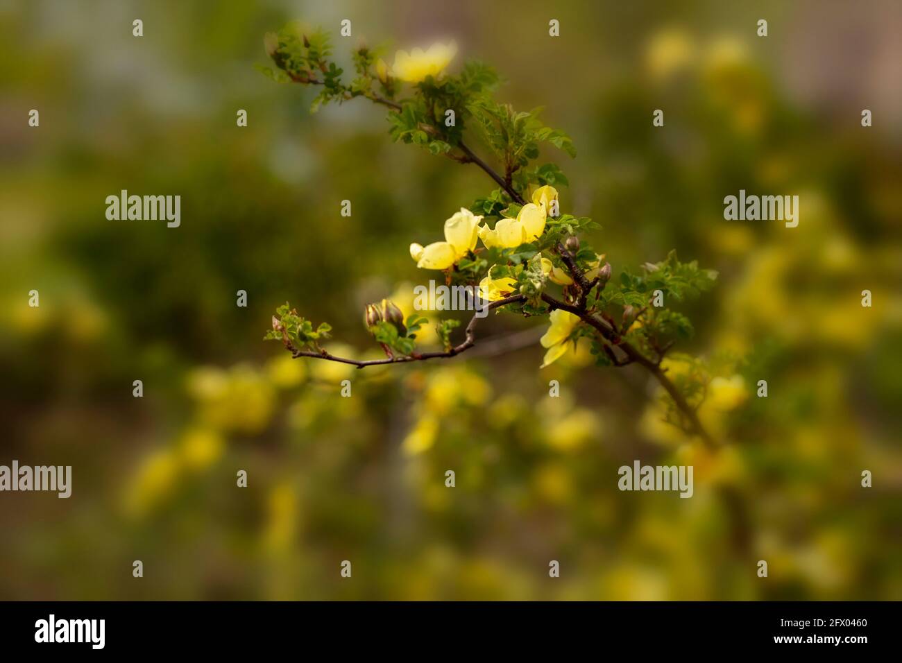 Rosa Xanthina – Kanarienvögel in Blüte, Frühling Stockfoto
