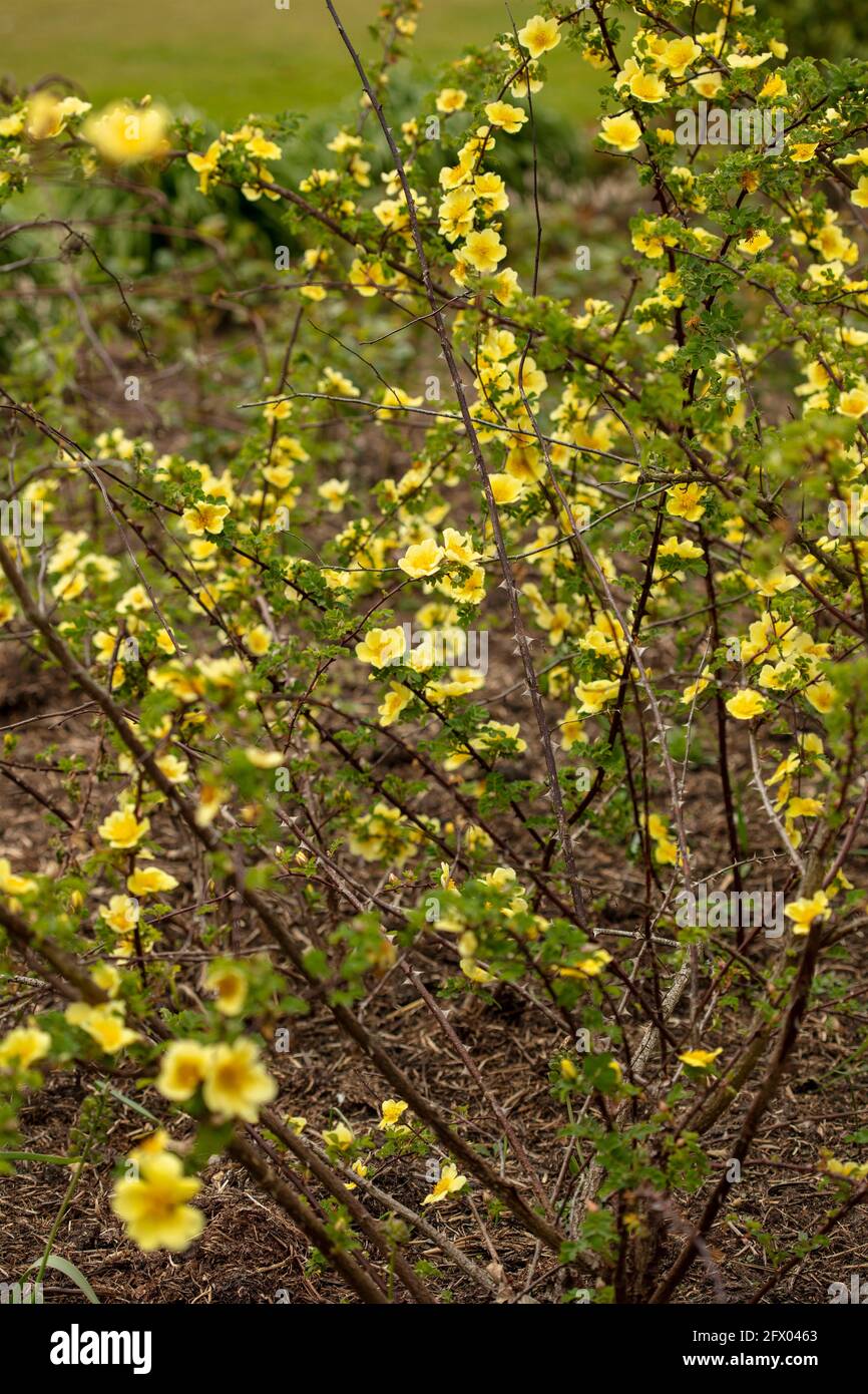 Rosa Xanthina – Kanarienvögel in Blüte, Frühling Stockfoto