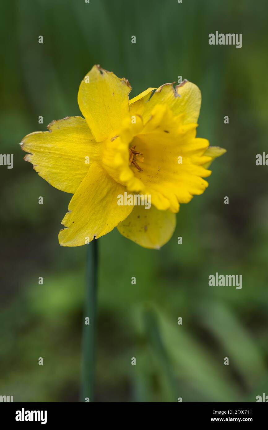 Narcissus Dutch Master gelbe Narzissenblume, Familie: Amaryllidaceae Stockfoto