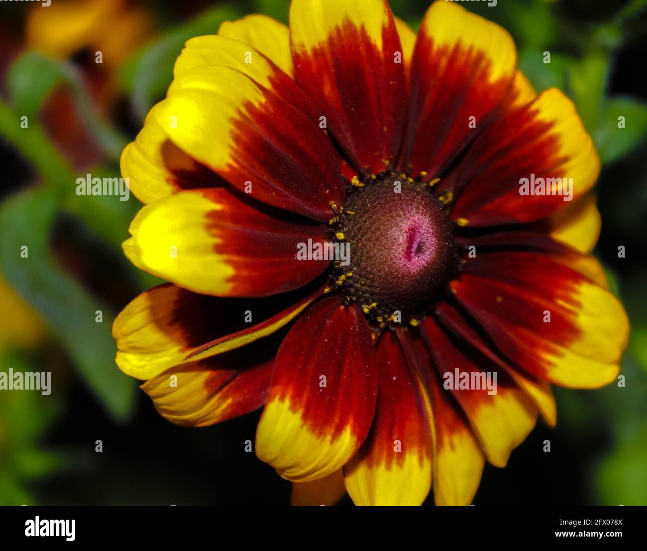 Gloriosa-Gänseblümchen in Blüte Stockfoto