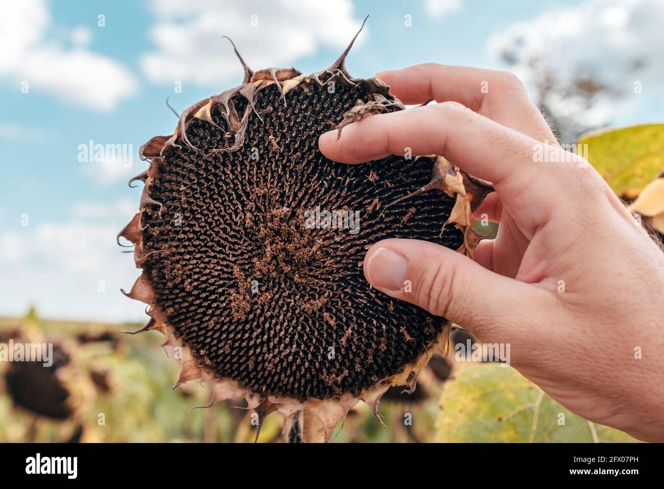 Landwirt Prüfung reife Sonnenblume Kopf im Feld, kurz vor der Ernte der Kulturen Stockfoto