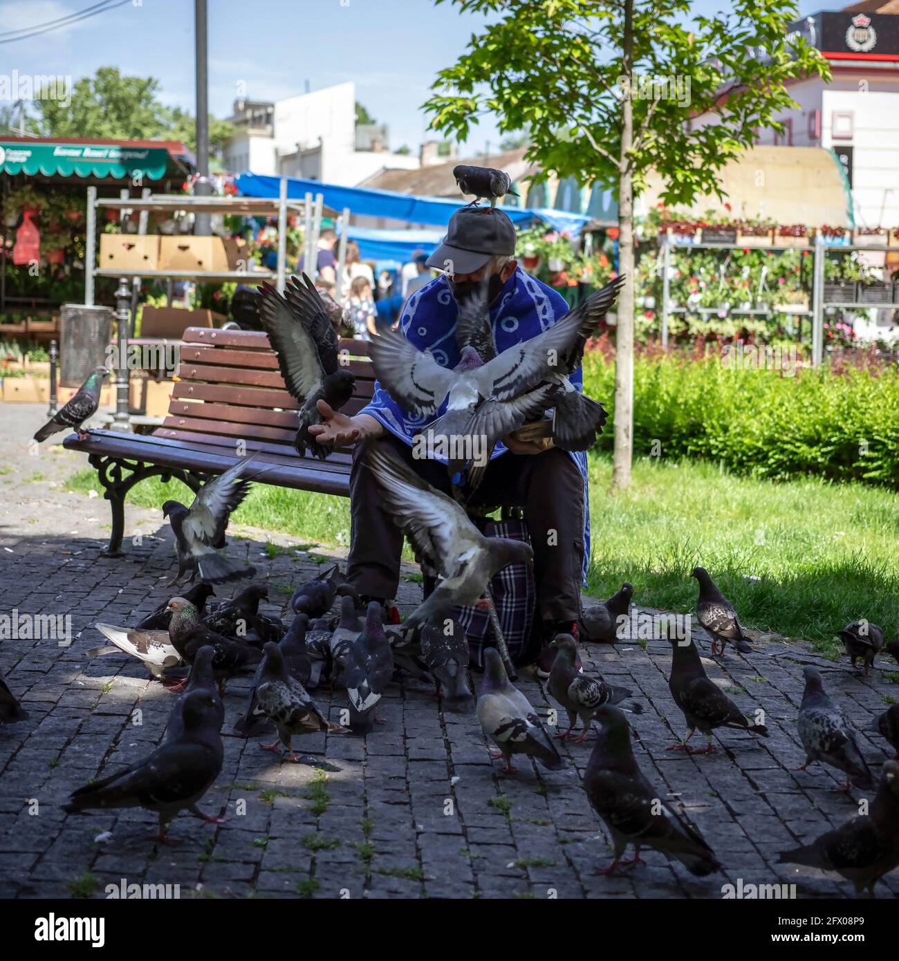 Belgrad, Serbien, 23. Mai 2021: Senioren füttern Tauben im Park Stockfoto