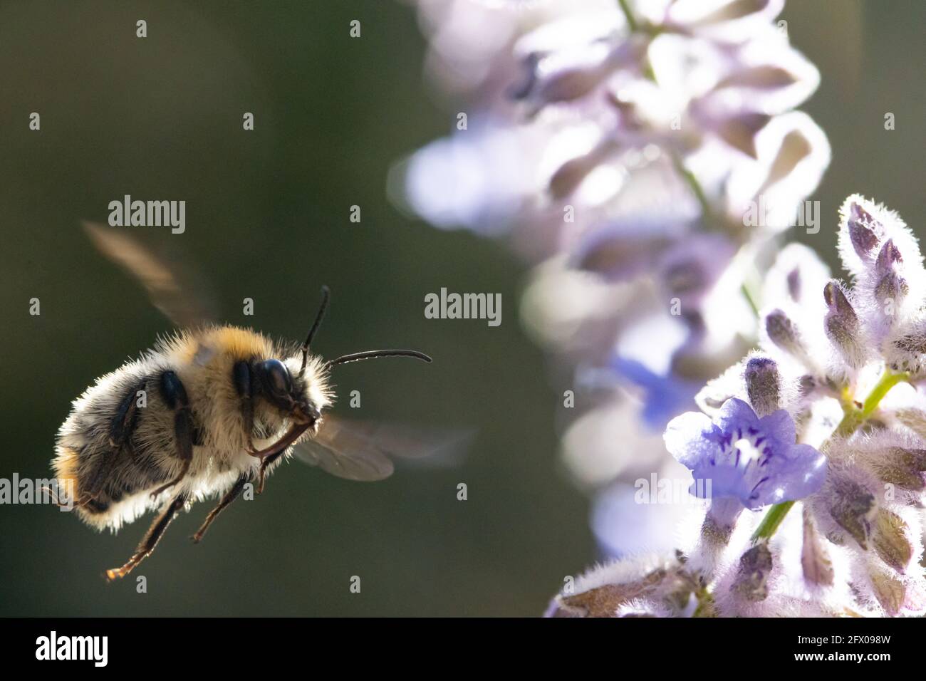 Eine Hummel fliegt in einem Garten um eine lavandula-Blume herum. Stockfoto