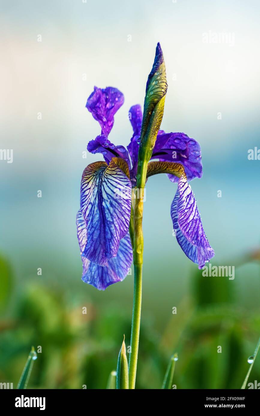 Blühendes Lilienfeld, blaue sibirische Schwertlilien in einem Naturschutzgebiet, blaue und weiße Blüten, blühende Blumen, mitten im Schilf, leuchtend Stockfoto