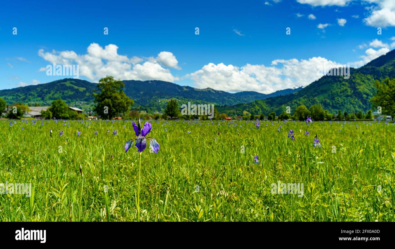 Blühendes Feld, blaue sibirische Iris, im Hintergrund Bäume, Hütten und Berge. blaue Schwertlilien. Blauer, sonniger Himmel mit kontrastierenden Wolken. Österreich Stockfoto