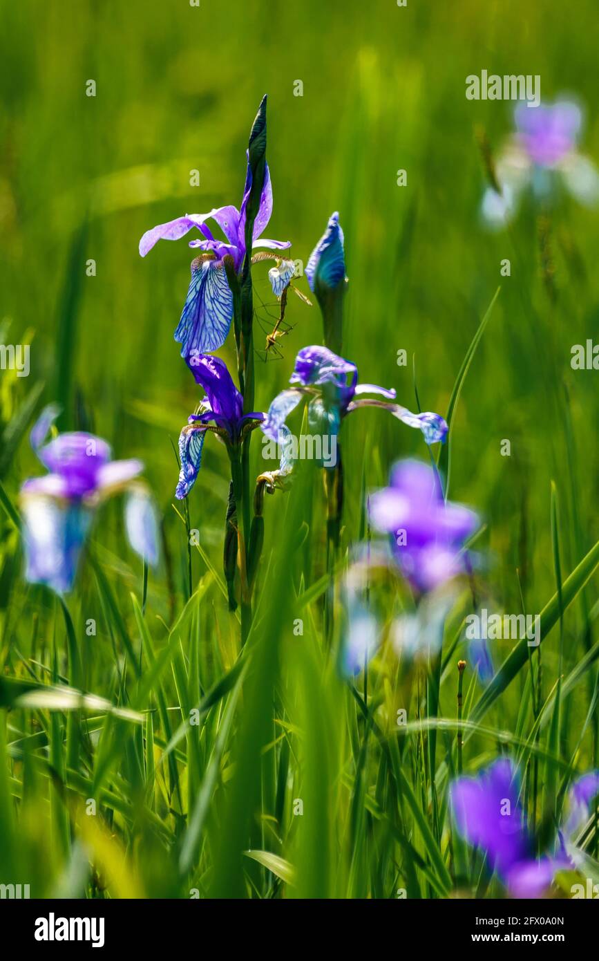 Blühendes Lilienfeld, blaue sibirische Schwertlilien in einem Naturschutzgebiet, blaue und weiße Blüten, blühende Blumen, mitten im Schilf, leuchtend Stockfoto