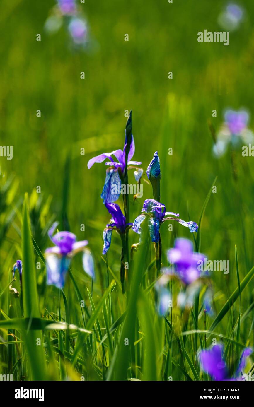 Blühendes Lilienfeld, blaue sibirische Schwertlilien in einem Naturschutzgebiet, blaue und weiße Blüten, blühende Blumen, mitten im Schilf, leuchtend Stockfoto