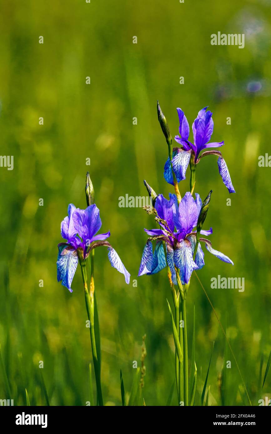 Blühendes Lilienfeld, blaue sibirische Schwertlilien in einem Naturschutzgebiet, blaue und weiße Blüten, blühende Blumen, mitten im Schilf, leuchtend Stockfoto