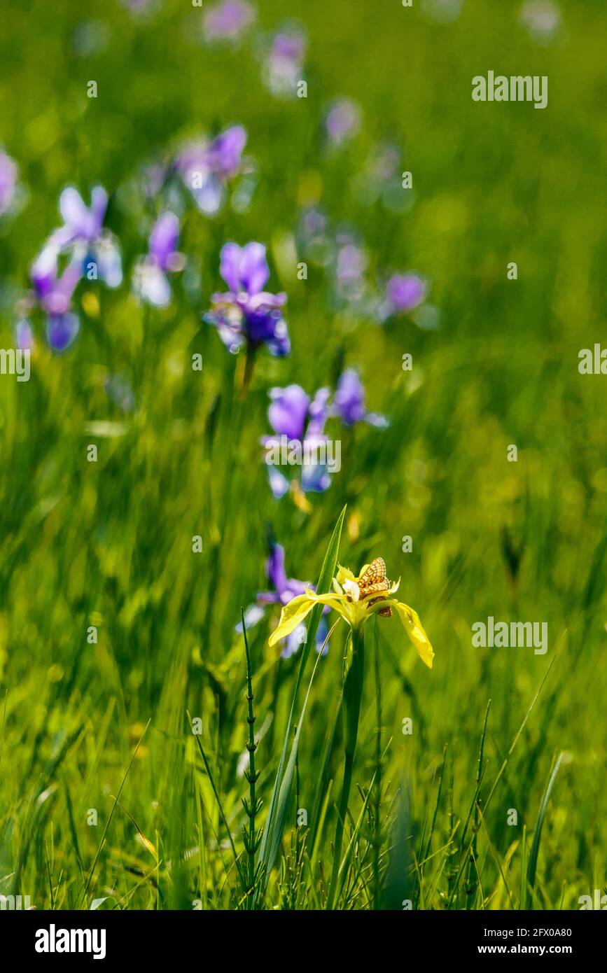 Isolierte gelbe Iris auf Feld mit boomender blauer sibirischer Iris, grüner Hintergrund. Auf der gelben Lilie sind 2 goldene Scheckenfalter bei der Kopulation Stockfoto
