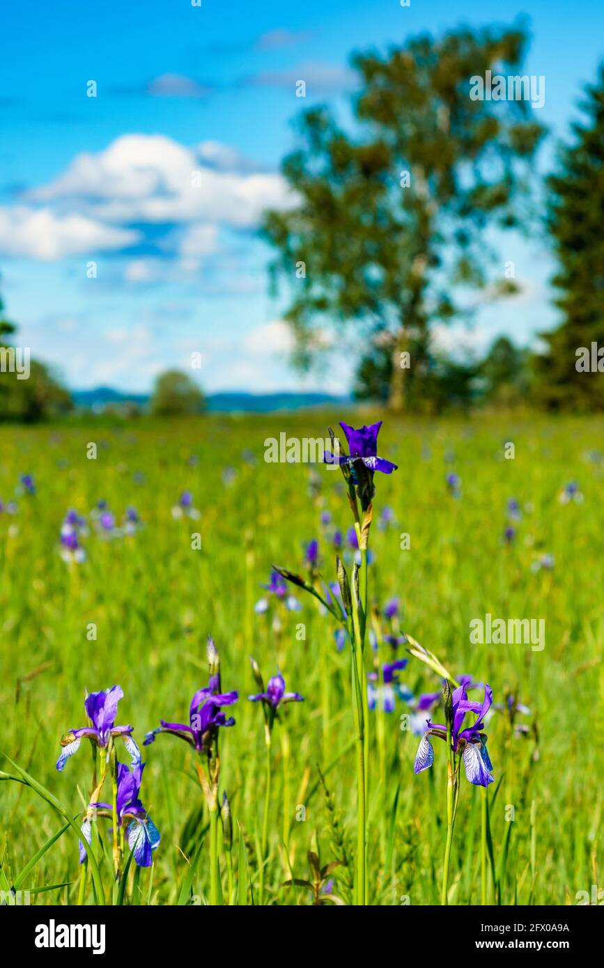 blaue sibirische Schwertlilien in einem Naturschutzgebiet, auf einem Feld mit Gras und Schilf. Blaue Iris, weiße und blaue Lilly im Naturschutzgebiet Stockfoto