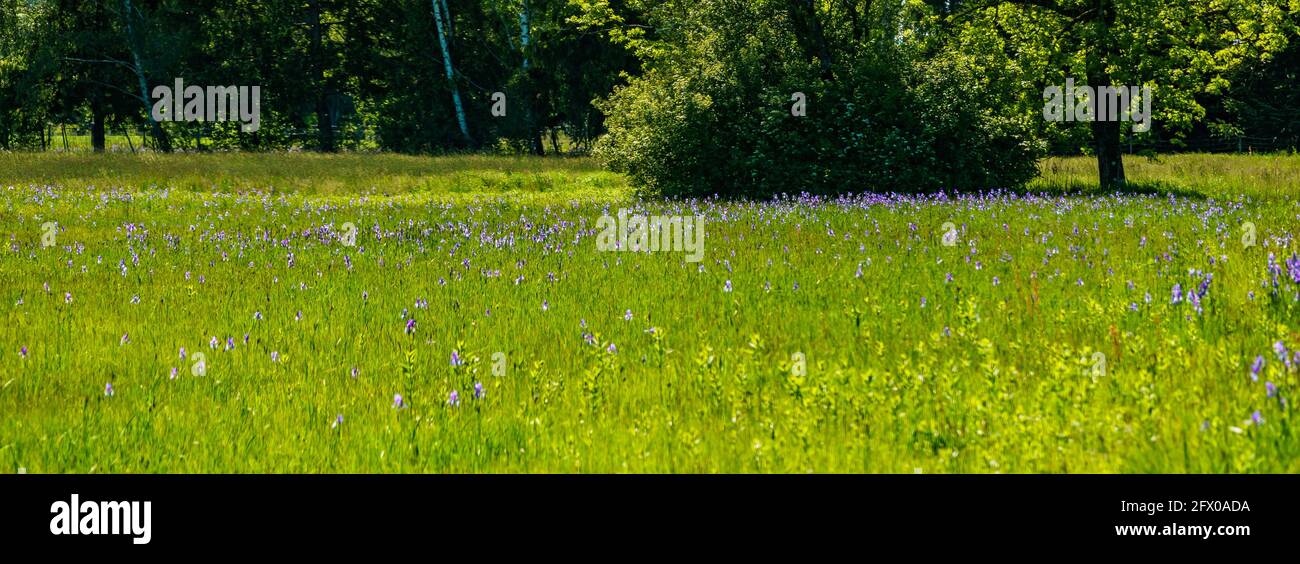 Blühendes Feld, blaue sibirische Iris, im Hintergrund Bäume, Hütten und Berge. blaue Schwertlilien. Blauer, sonniger Himmel mit kontrastierenden Wolken. Österreich Stockfoto