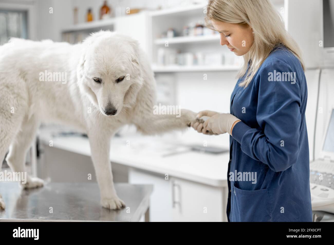 Tierärztin trimmen die Krallen eines großen weißen Schäferhundes in einer Tierklinik, während die Patientin am Untersuchungstisch steht. Stockfoto