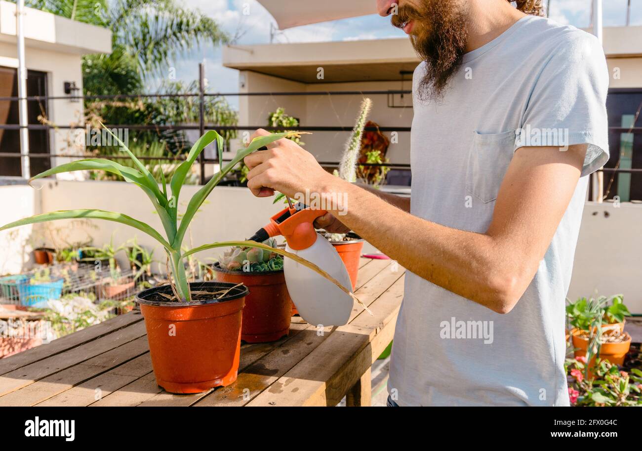 Kurzer, nicht erkennbarer männlicher Gärtner in legerer Kleidung, der Wasser vergossen hat Üppige Pflanzen, während Sie im Innenhof herunterhüpften Stockfoto