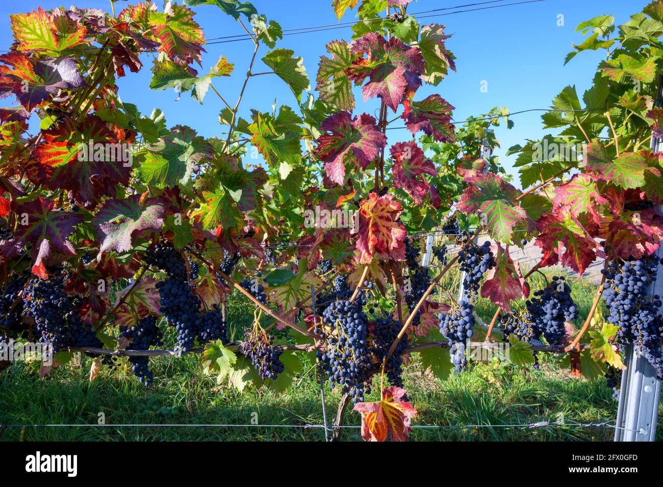 Blaue Trauben und Weinreben im Herbst, Neuweier, Schwarzwald, Deutschland. Stockfoto