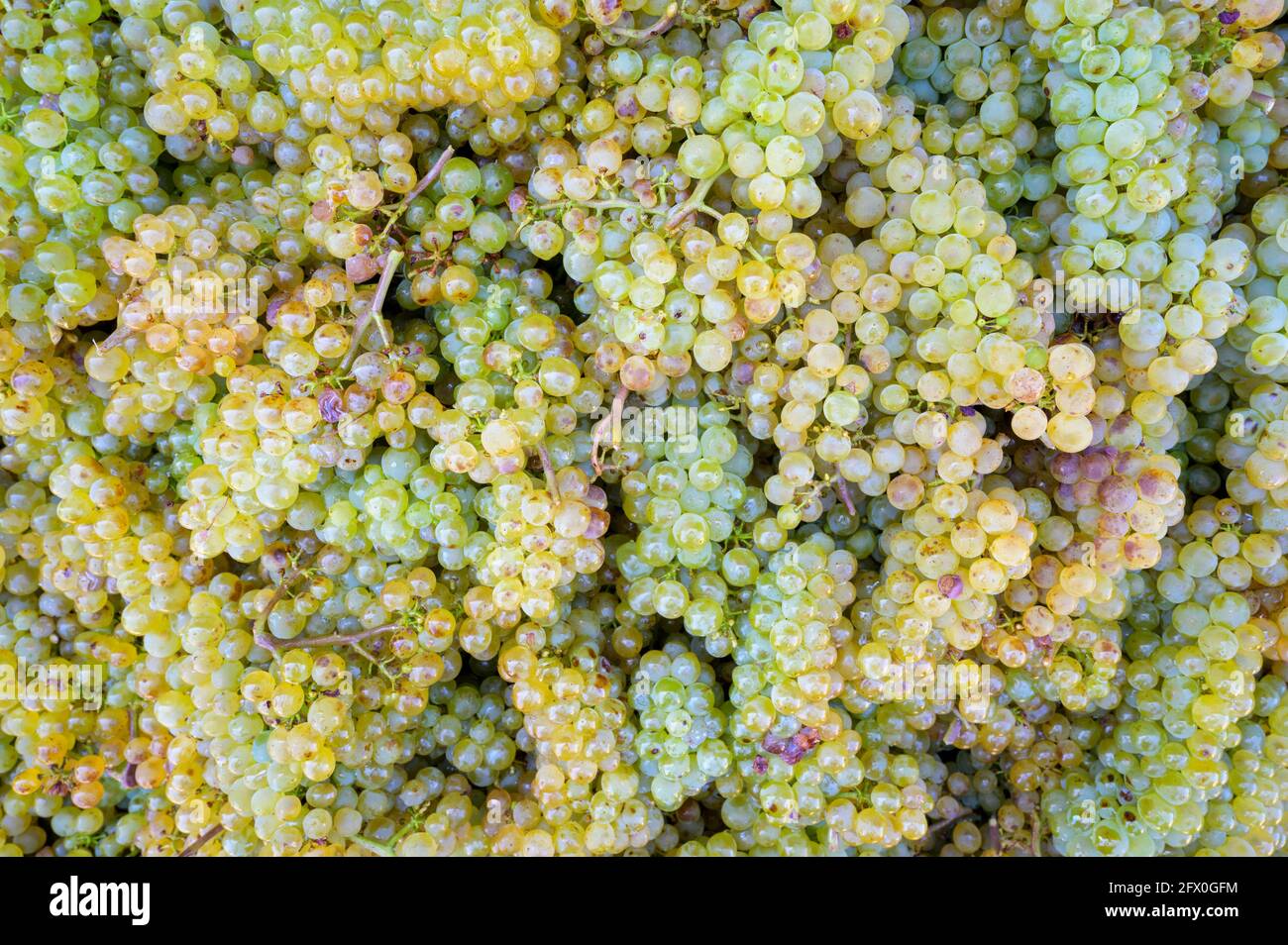 Weiße Trauben und Weinreben zur Weinbereitung, Neuweier, Schwarzwald, Deutschland. Stockfoto