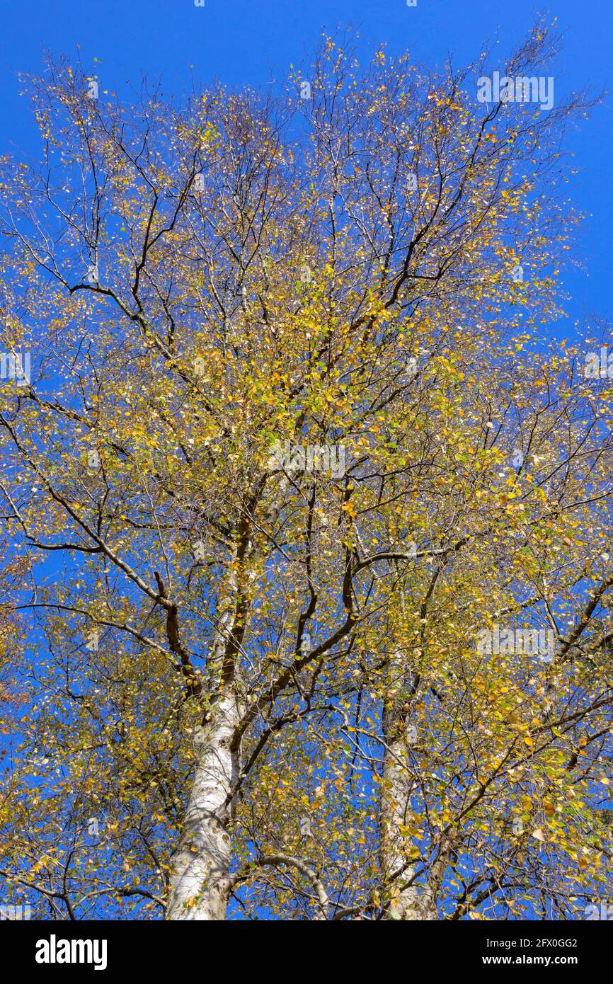 Silberne Birken (Betula pendula) mit herbstlichem Laub, Niederlande. Stockfoto