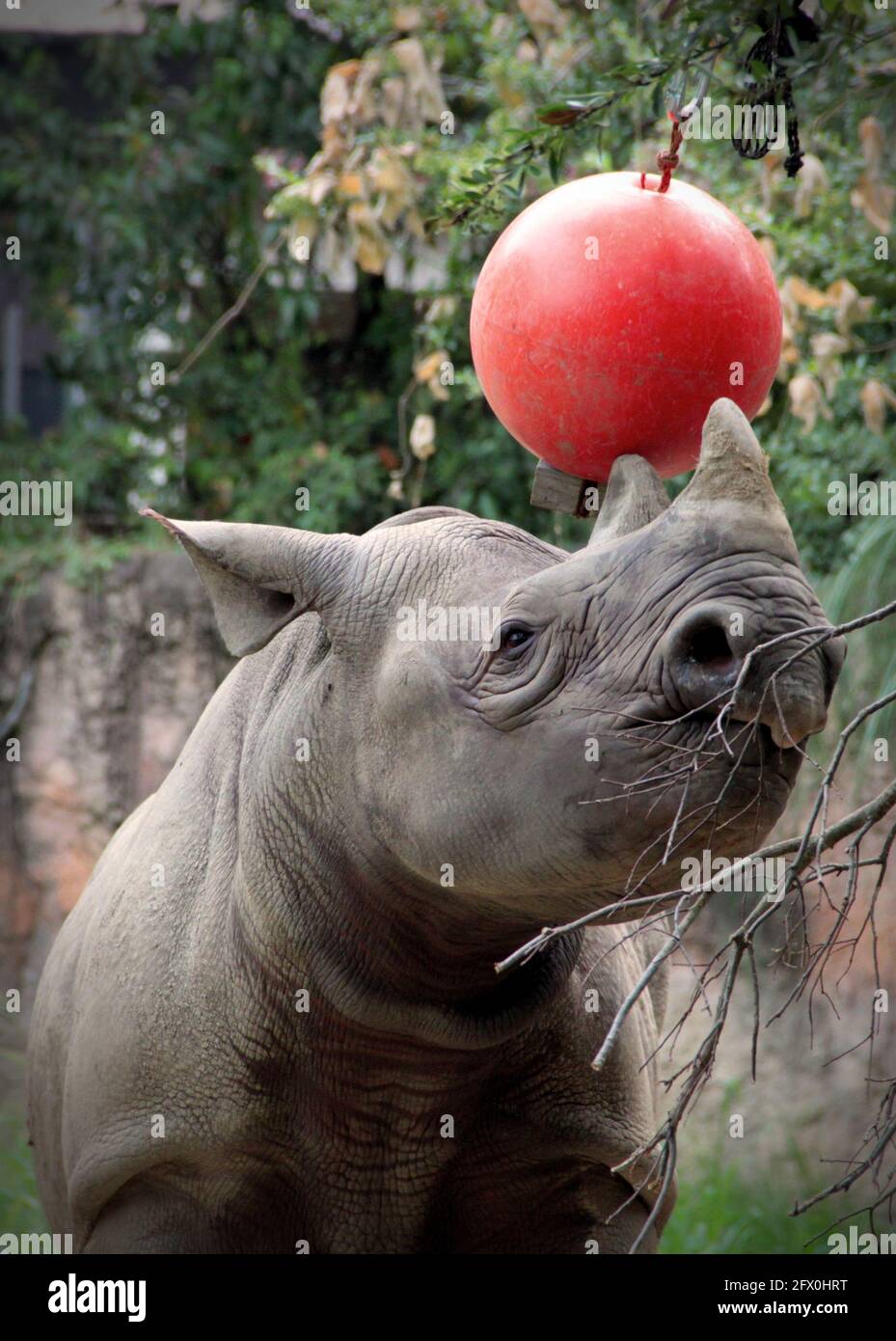 Rhino-Junge wird gespielt Stockfoto