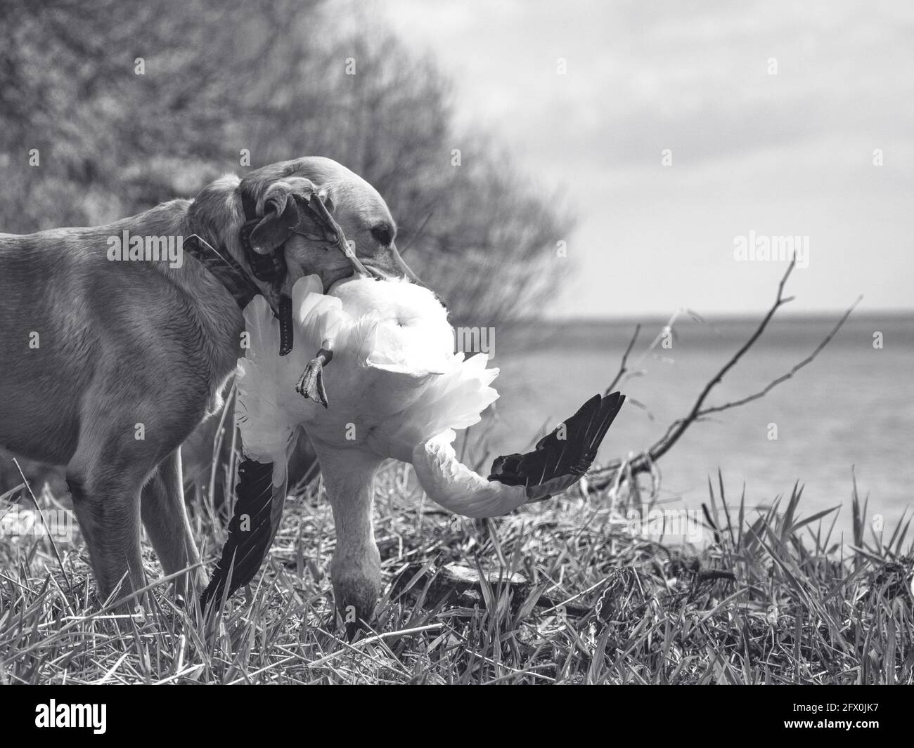 Jagdhund Golden Retriever mit Wildgans Stockfoto