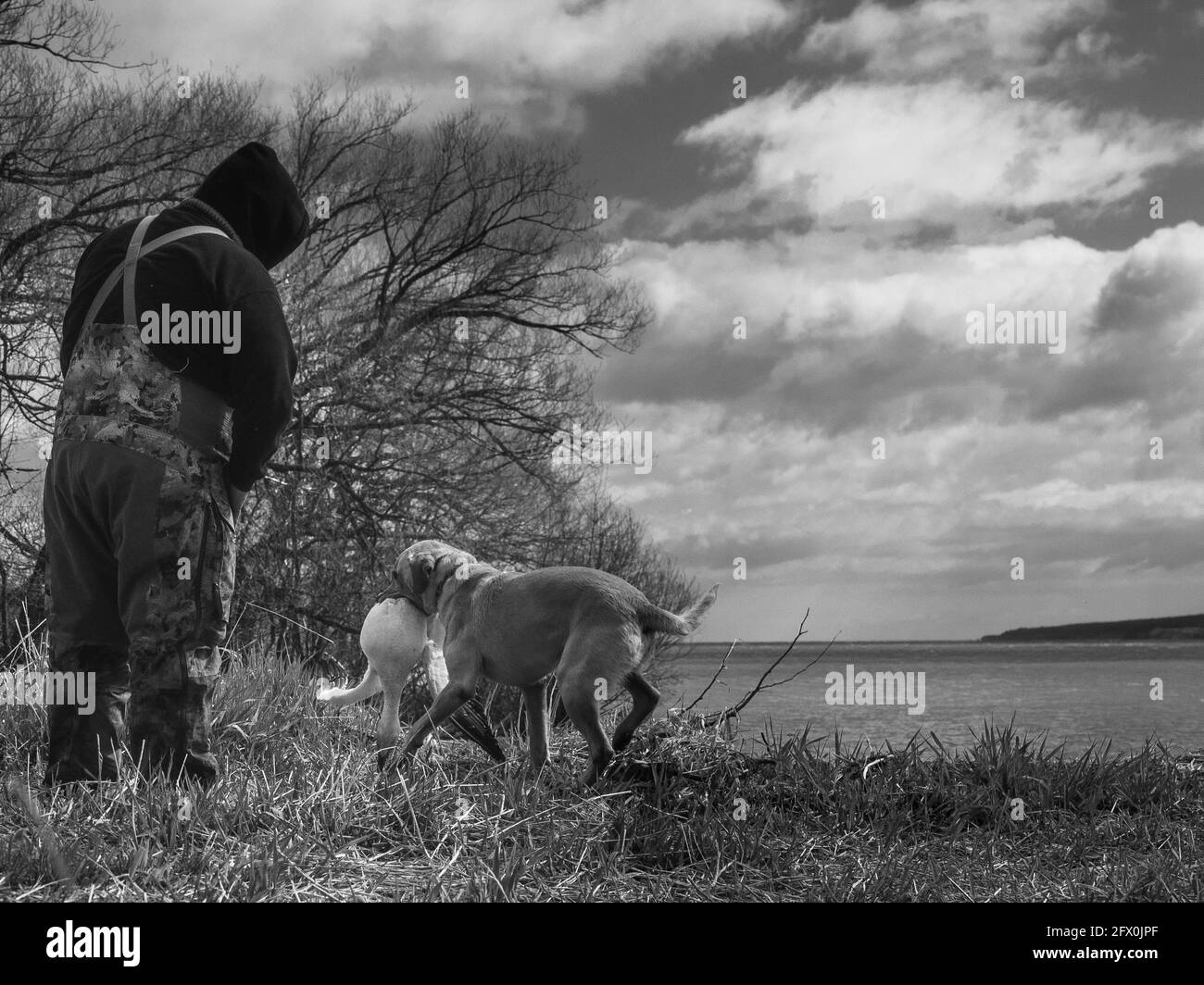 Jagdhund Golden Retriever mit Wildgans Stockfoto