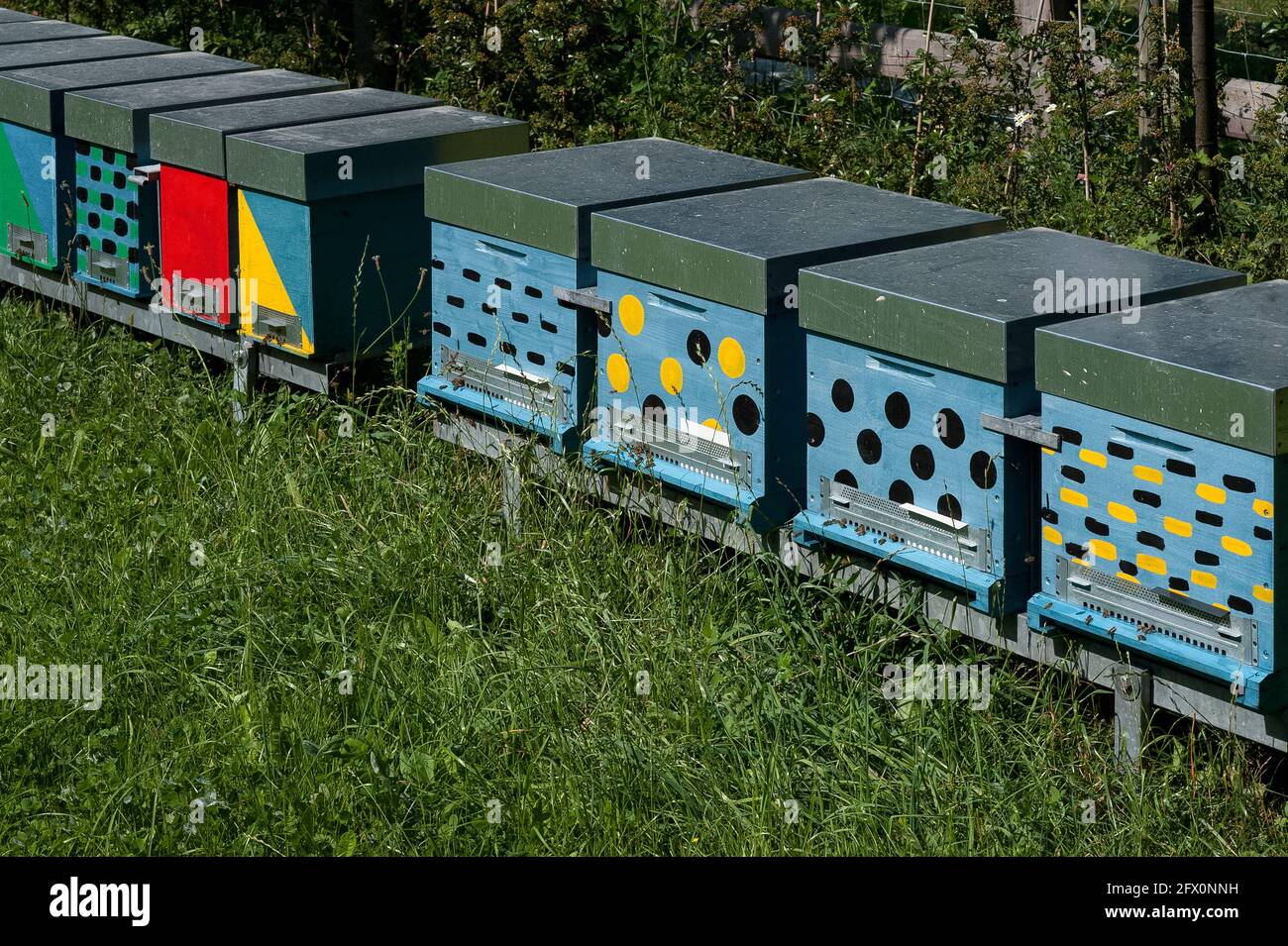In verschiedenen Farben und Mustern bemalte Bienenstöcke neben der ruinierten Burg Belfort am Rande des Naturparks Adamello Brenta in Spormaggiore, Trentino-Südtirol, Norditalien, gehören zu den rund 800 Bienenstöcken, die sich im Besitz von Schloss Belfort Apicoltura befinden, Ein familiengeführtes Bienenhaus, das in den 1970er Jahren vom jungen Imker Gualtiero Marcolla mit nur zwei Bienenstöcken gegründet wurde. Der Nomadismus, der den Blumen durch die wechselnden Jahreszeiten folgt, indem er Stapel von Bienenstöcken an Orte außerhalb der städtischen Zentren und von Verschmutzungsquellen bewegt, ermöglicht es dem Unternehmen, monoflouralen Honig aus den hohen Dolomiten in die Küstenhügel der Toskana zu bringen. Stockfoto