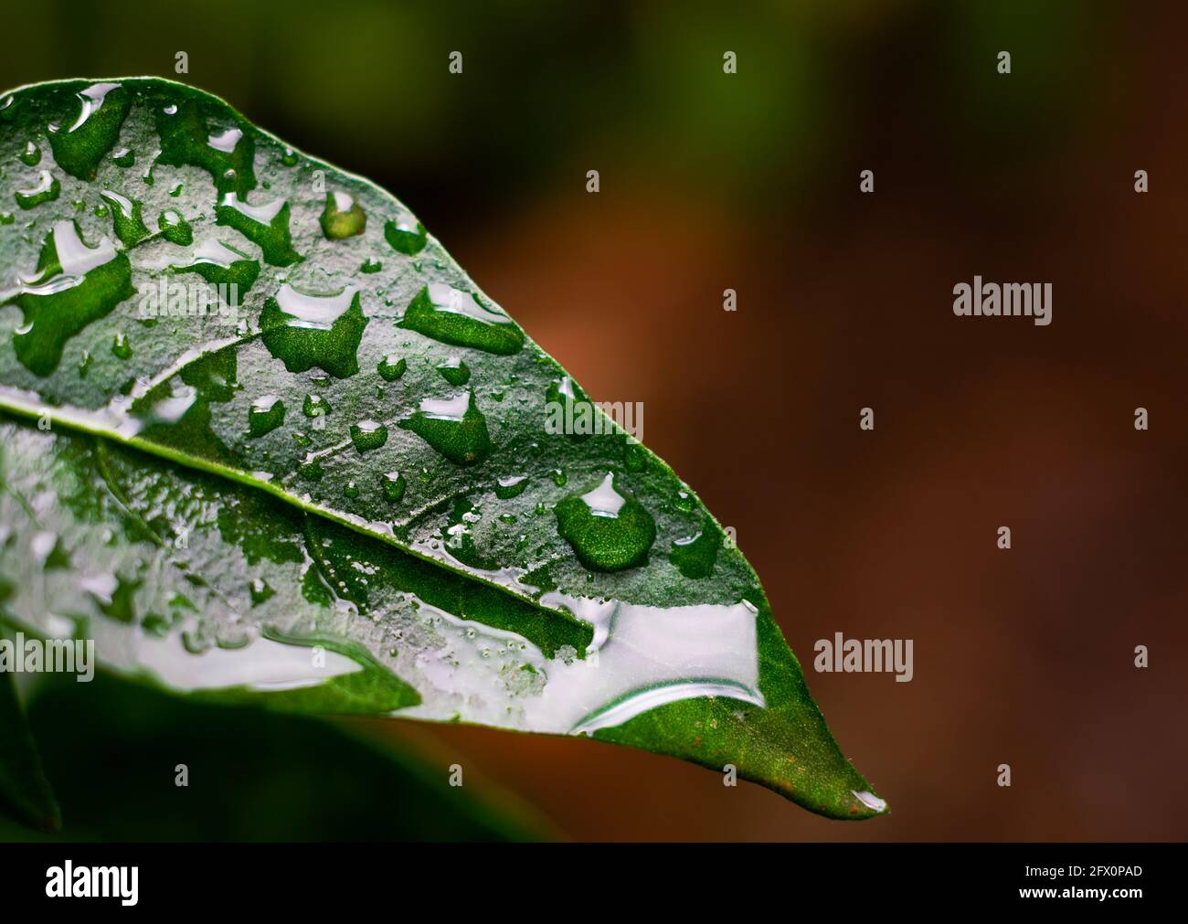 Nahaufnahme von glänzenden grünen Blättern, die mit Regentropfen bedeckt sind. Differentialfokus verwendet. Stockfoto