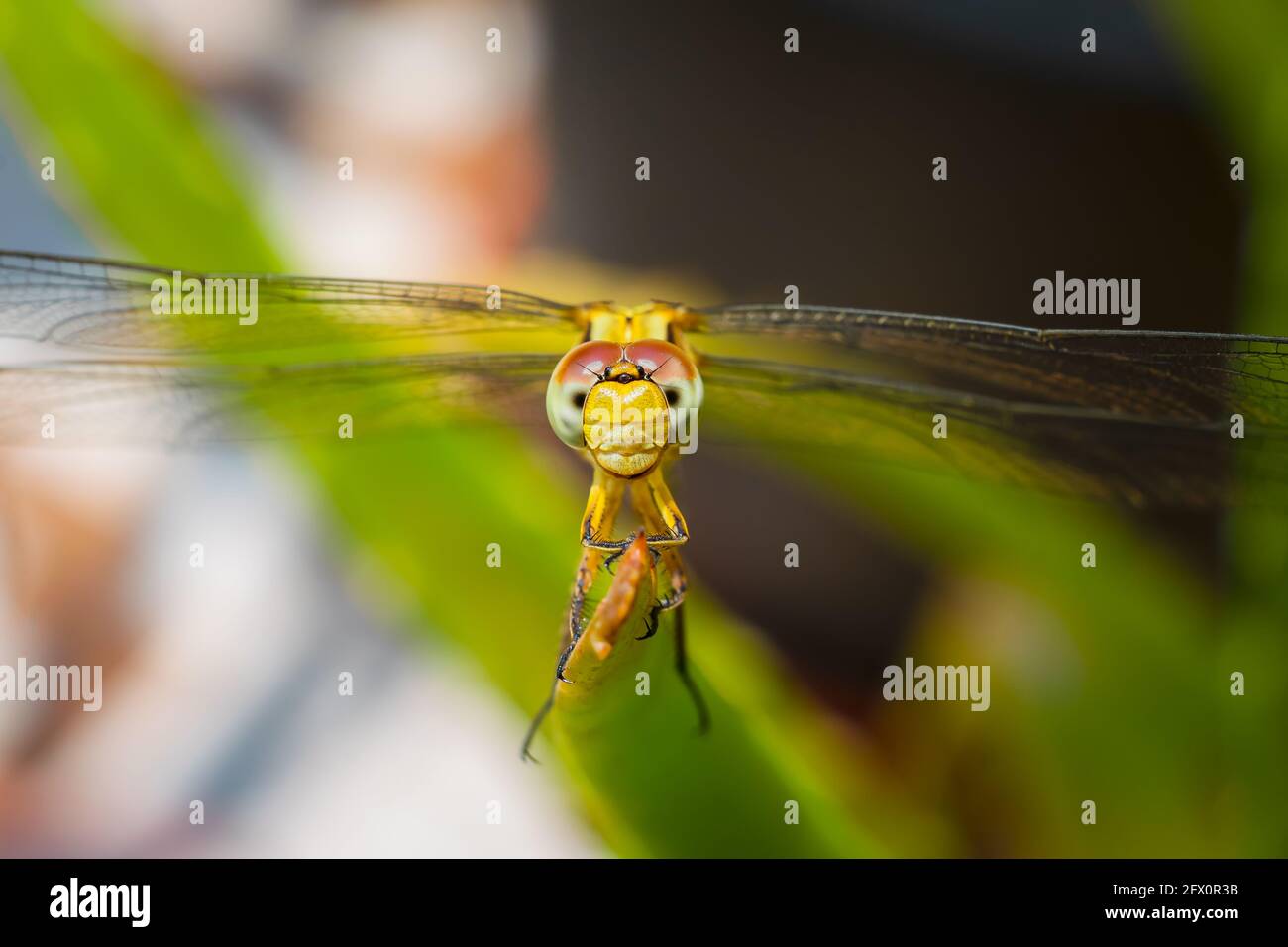 Bodenabschäumer Libelle Insekt in gelber Farbe auf dem Rand des Blattes ruht. Verwendung von differenziellem Fokus und unscharfem Hintergrund. Stockfoto