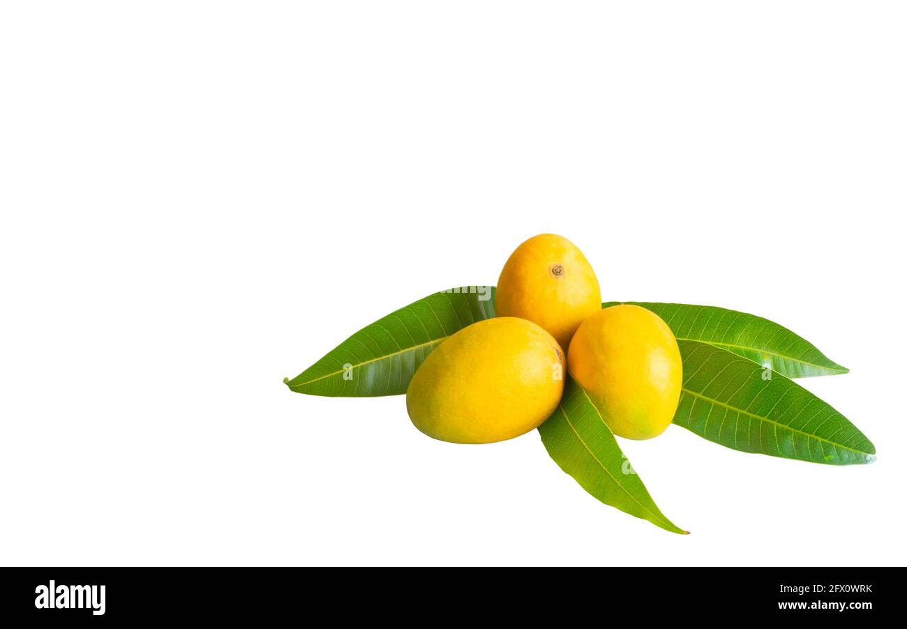 Vollständig reifen Alphonoso-Mangos mit isolierten Blättern auf weißem Hintergrund. Differentialfokus verwendet. Stockfoto