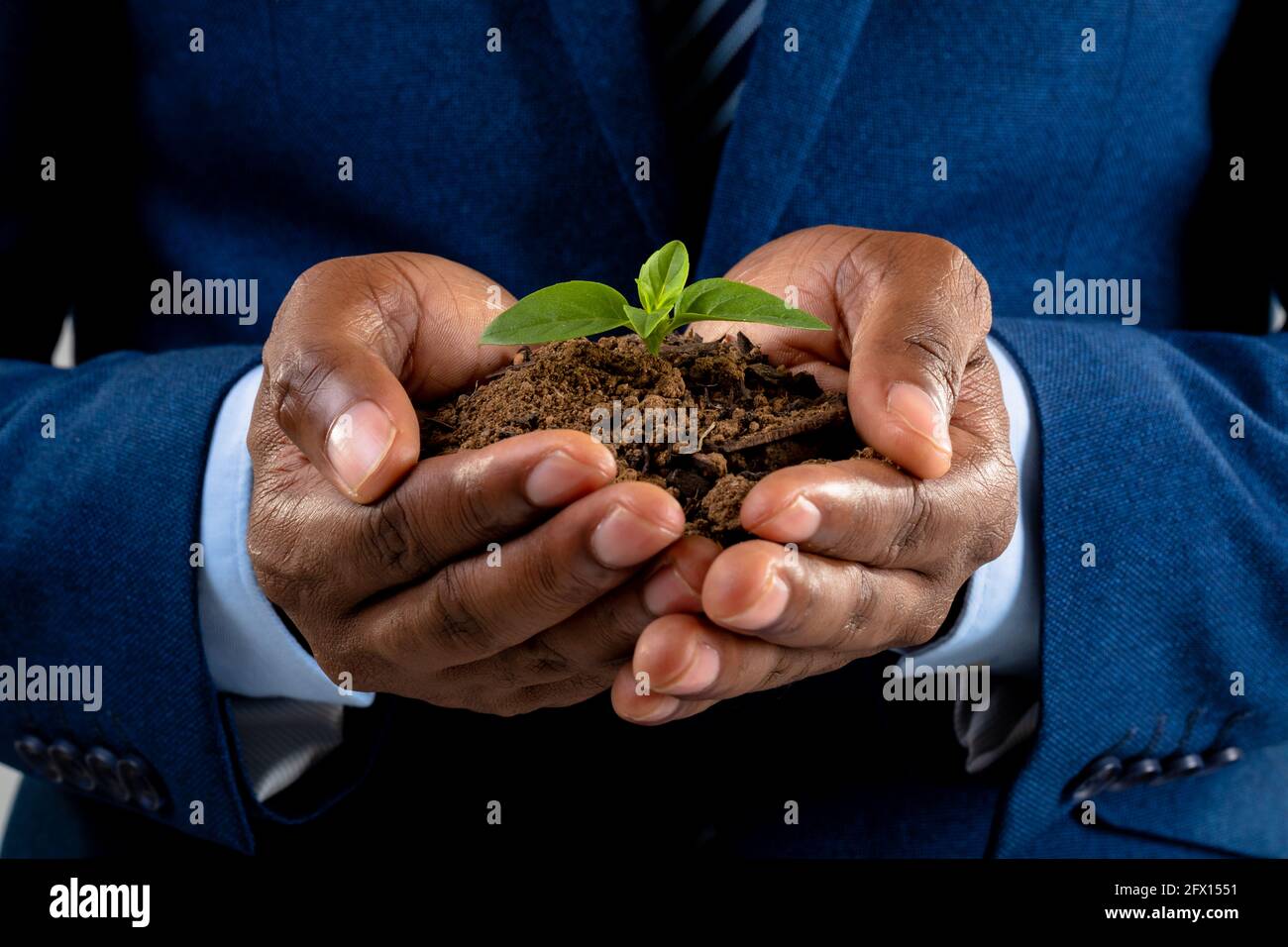 Mittlerer Teil des afroamerikanischen Geschäftsmannes, der einen Sämling hält Grauer Hintergrund Stockfoto