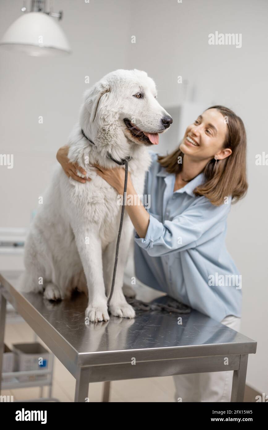 Glückliche weibliche Besitzerin umarmt und beruhigend niedlichen großen Hund steht am Untersuchungstisch in der Tierarztklinik vor der Untersuchung des Arztes. Tierpflege und besuchen Sie eine Klinik. Stockfoto