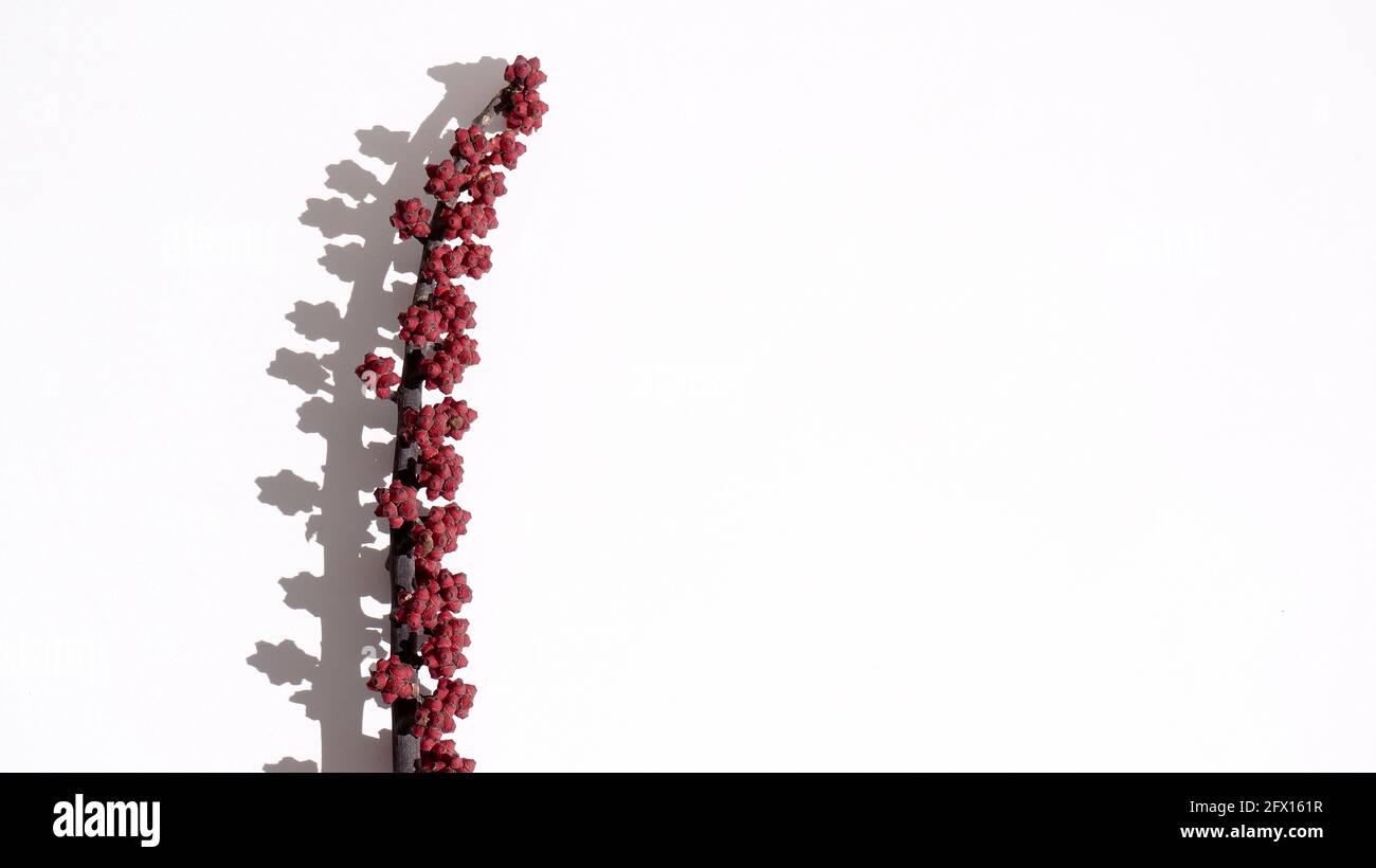 Zweig des tropischen Baumes mit roten Beeren auf weißem Hintergrund abstraktes Bild. Hochwertige Fotos Stockfoto
