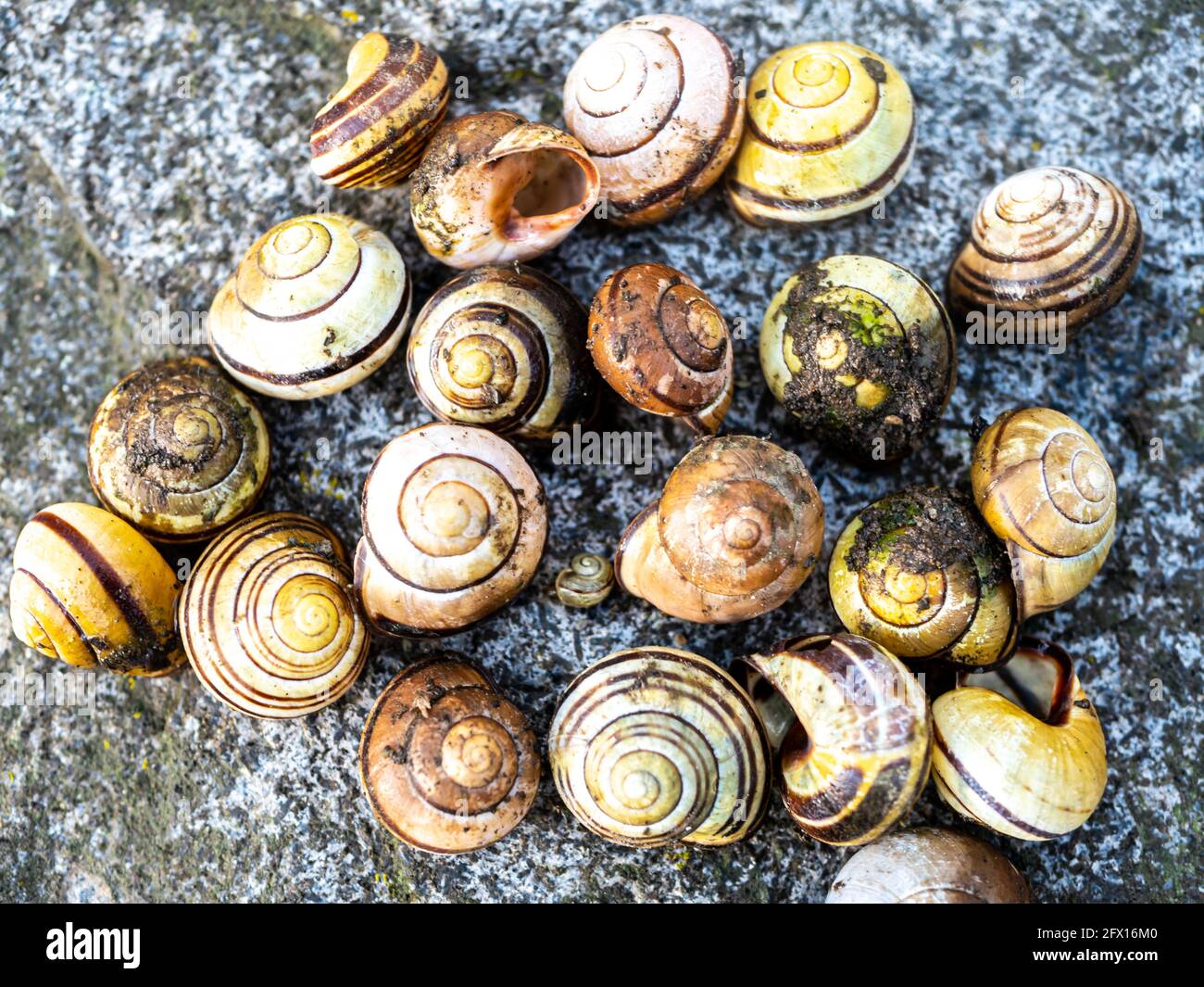Viele Schneckenschalen einer Ramshorn-Schnecke Stockfoto