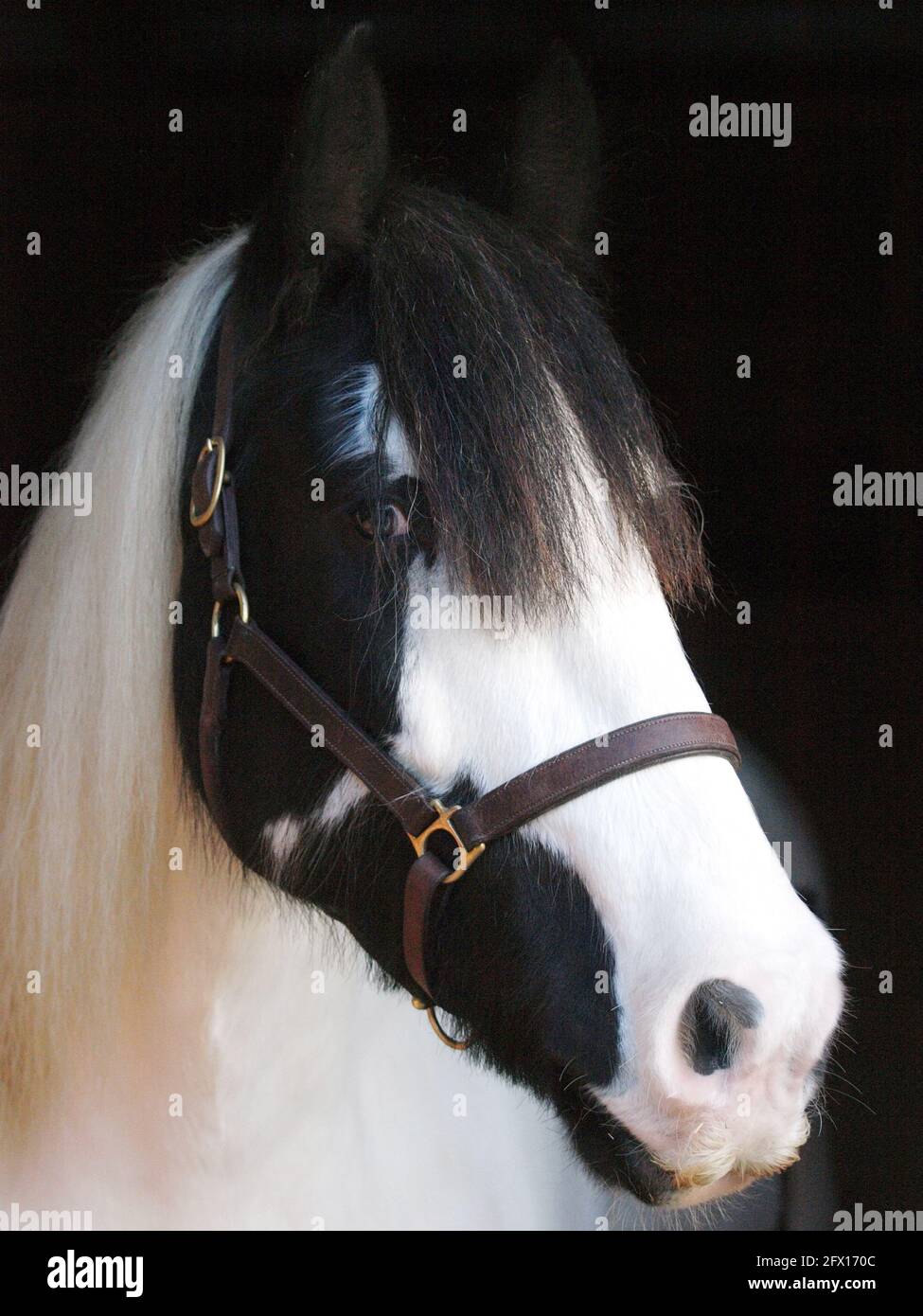 Eine Kopfaufnahme eines schwarz-weißen Pferdes vor schwarzem Hintergrund. Stockfoto