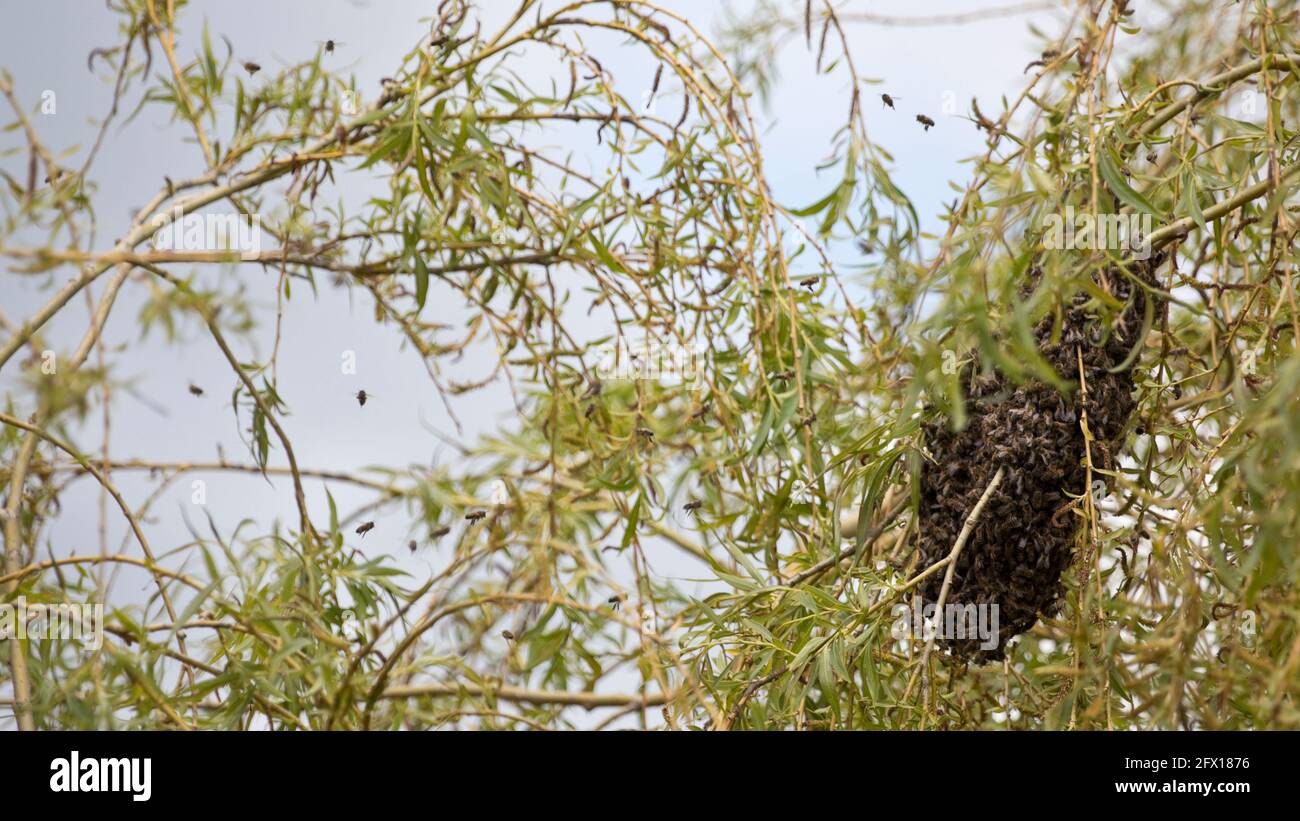 Bienen schwärmen in einer Trauerweide im Mai, England, Vereinigtes Königreich Stockfoto