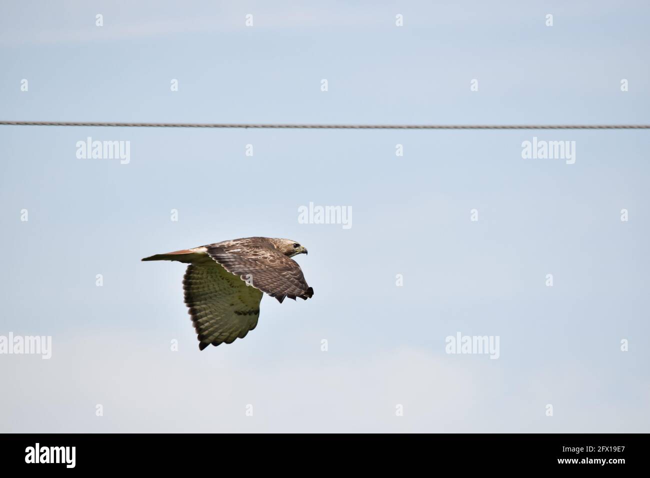 Hawk Flug Stockfoto