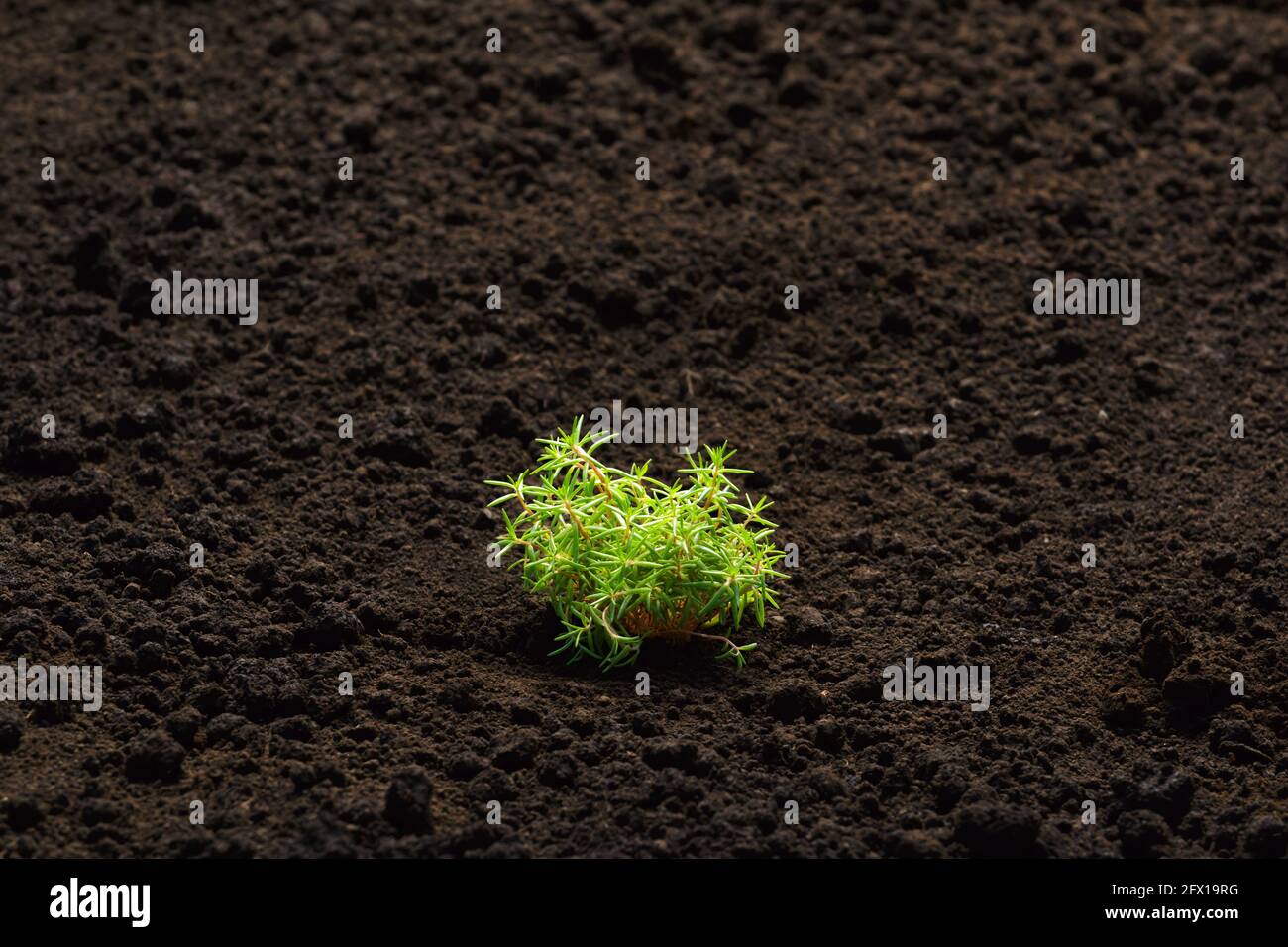 Sämlinge von Pflanzensprossen auf dem Boden. Wächst im Boden, im offenen Feld der mehrfarbigen portulaca. Stockfoto