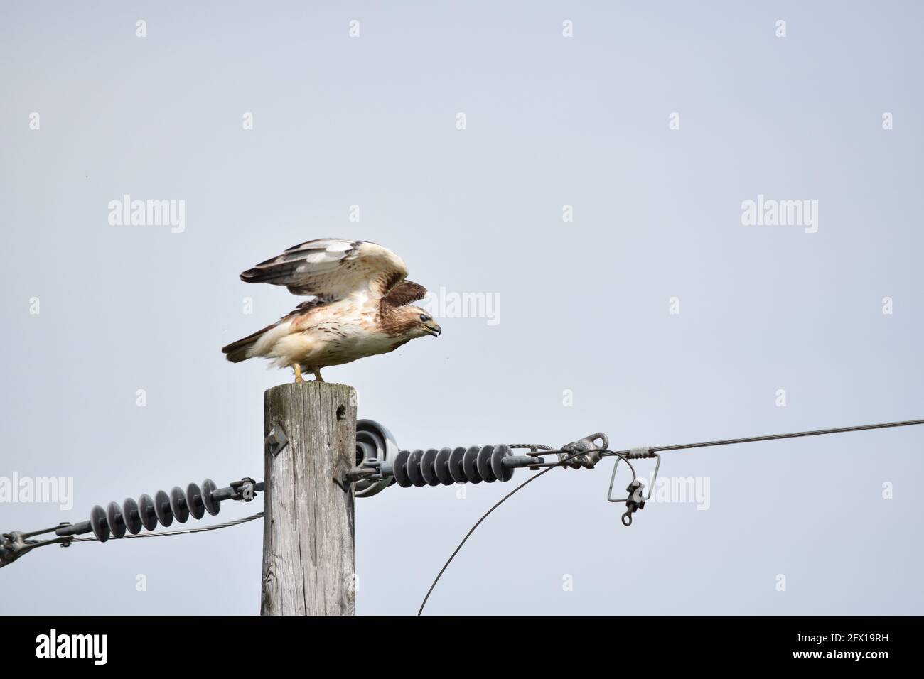 Hawk Flug Stockfoto