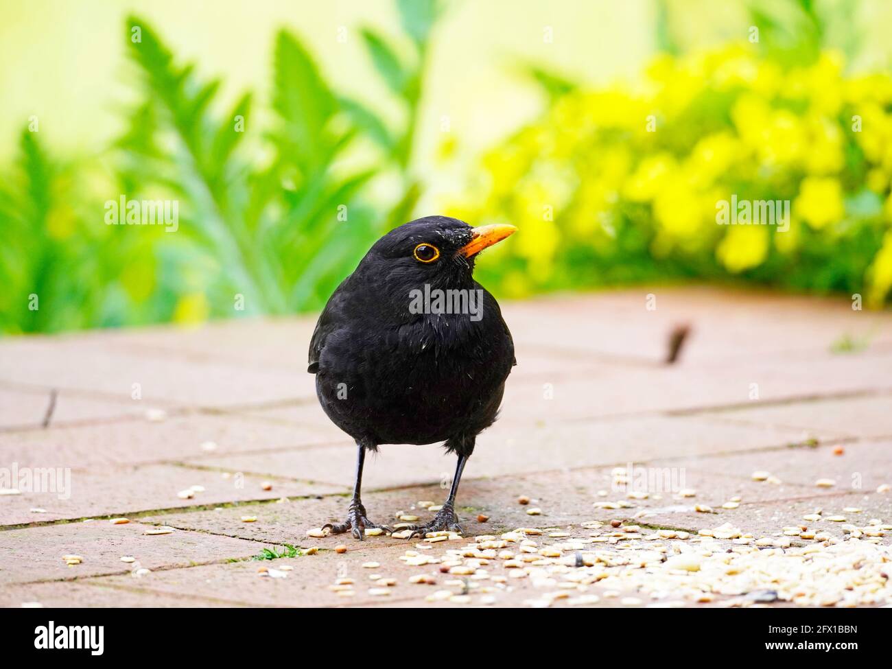 Blackbird auf der Terrasse im Garten in Nahaufnahme. Vogel mit schwarzem Gefieder und orangefarbenem Schnabel. Turdus merula. Stockfoto