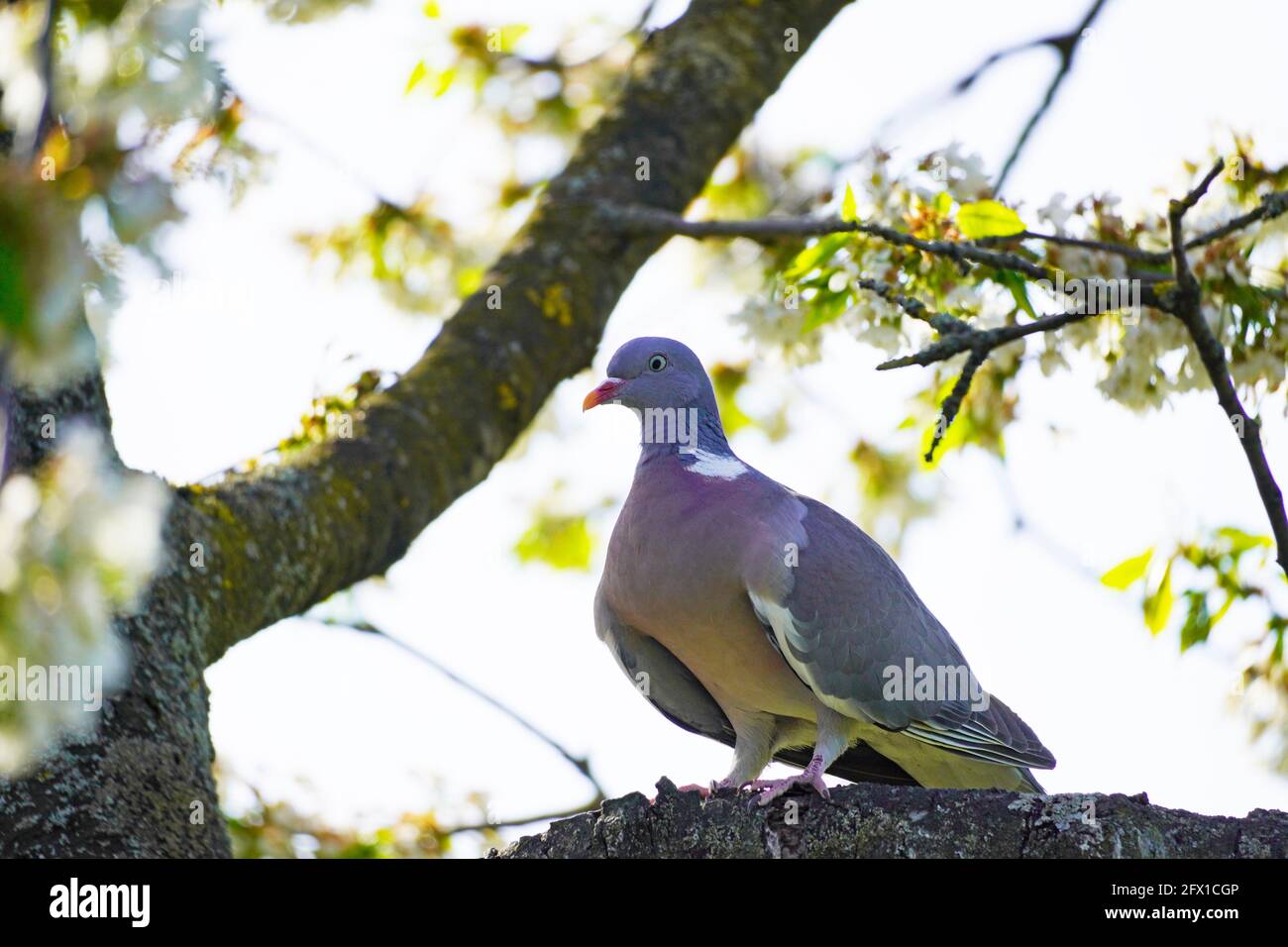 Holztaube sitzt auf einem Ast im Kirschbaum. Columba palumbus. Vogel mit grauem Gefieder. Europäischer Vogel. Ringdove Stockfoto