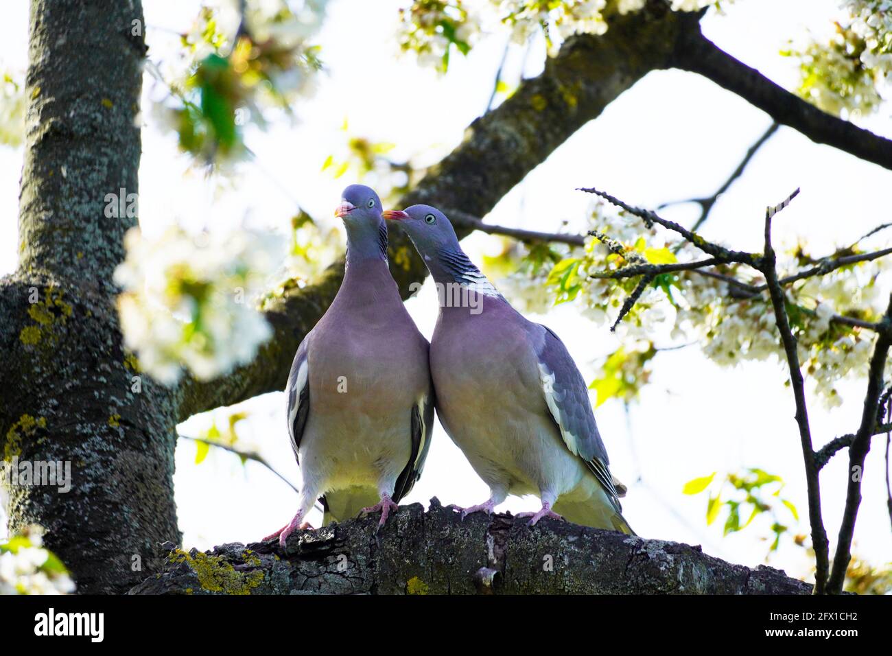 Auf einem Ast im Kirschbaum sitzen zwei Turteltauben. Columba palumbus. Vögel mit grauem Gefieder. Europäischer Vogel. Ringdove Stockfoto