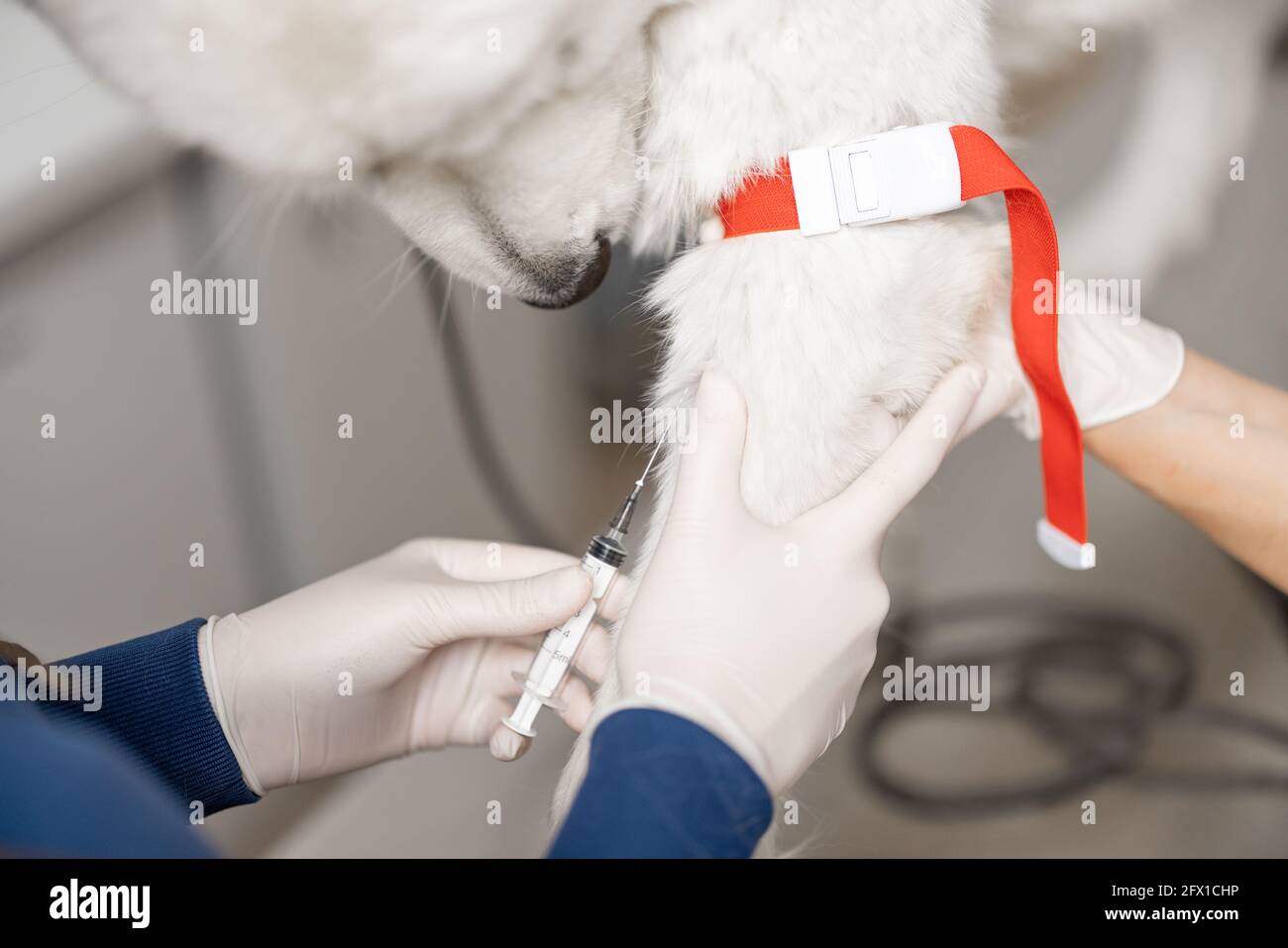 Tierarzt nimmt Blut aus der Pfote eines Hundes mit einer Spritze zur Analyse. Veterinärkonzept. Tierpflege und analysieren gesund des Hundes. Nahaufnahme. Stockfoto