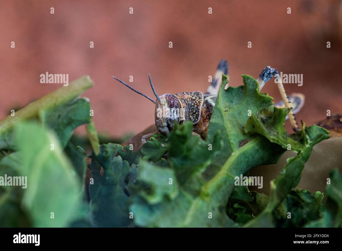 Heuschrecke (Greifzange) in einem Vivarium, das als Reptilienfutter verwendet wird. Stockfoto