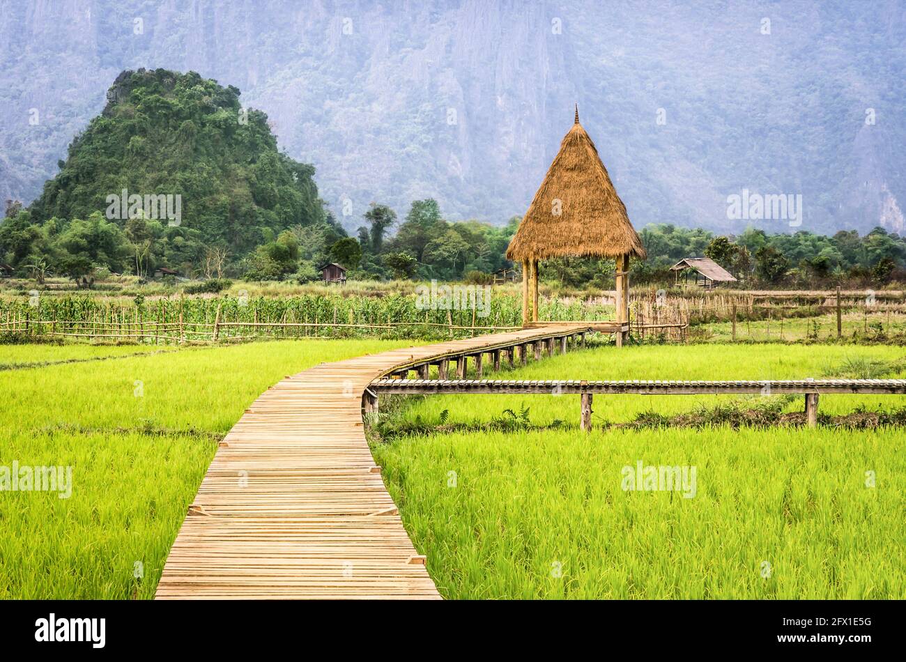 Reisfeld Feld in Vang Vieng - Laos PDR-Gehweg zur Hütte Stockfoto