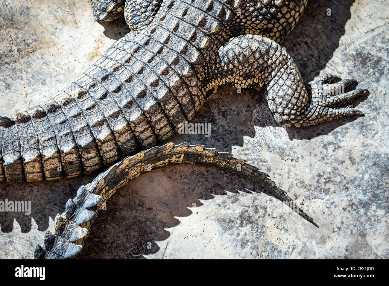 Nahaufnahme der Krokodilhaut - abstrakter Natur organischer Textur Hintergrund. Wildtierfotografie Stockfoto